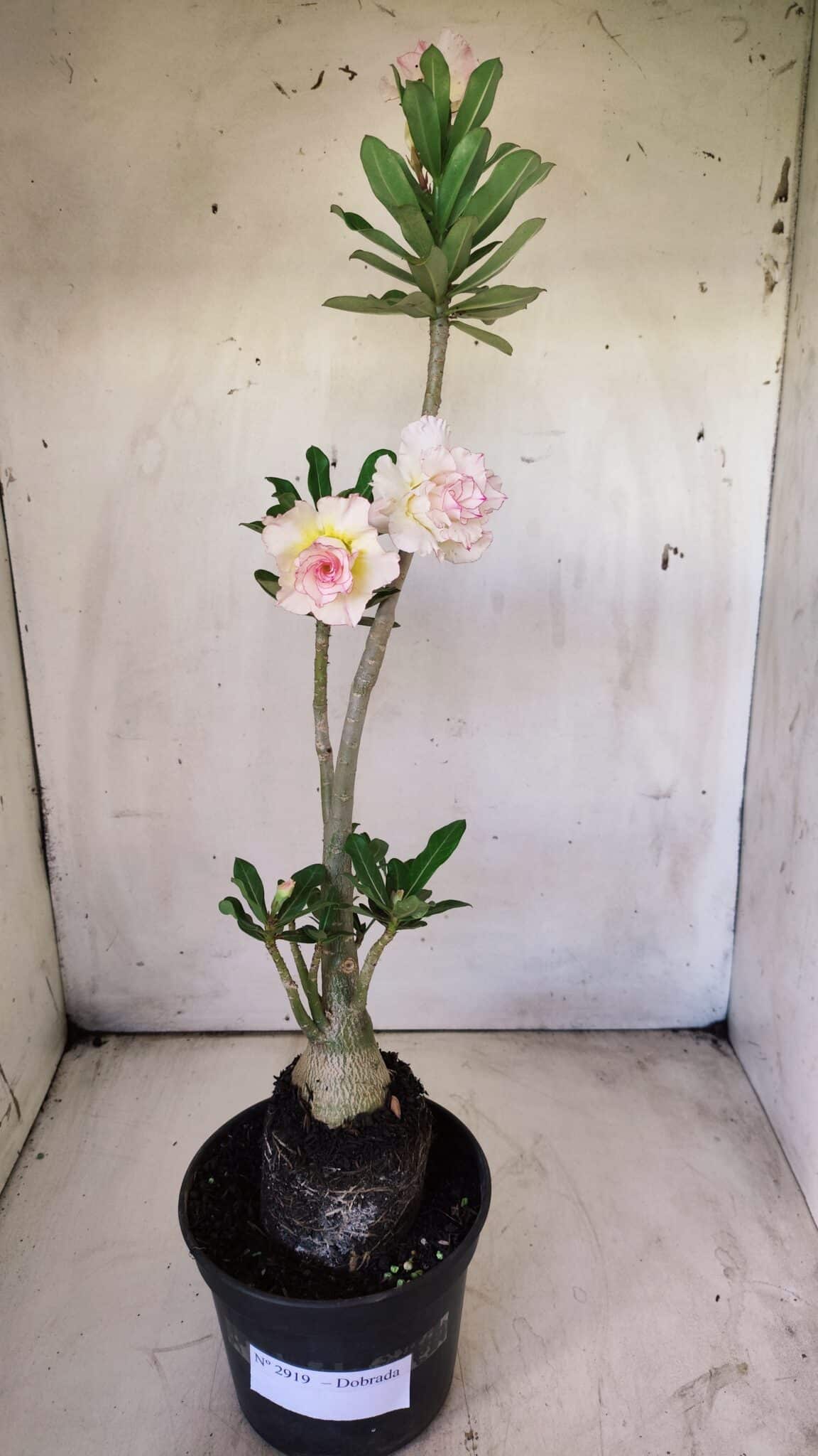 Planta Dobrada 2919 – 35cm – 03 anos