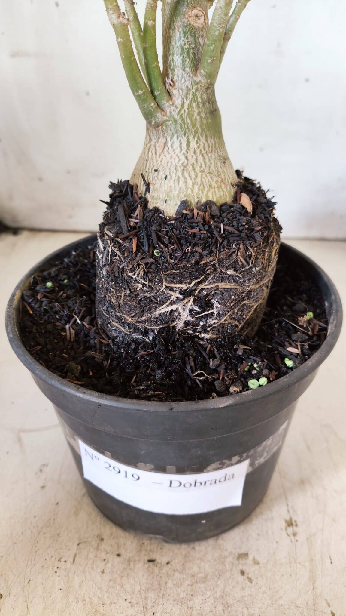 Planta Dobrada 2919 – 35cm – 03 anos