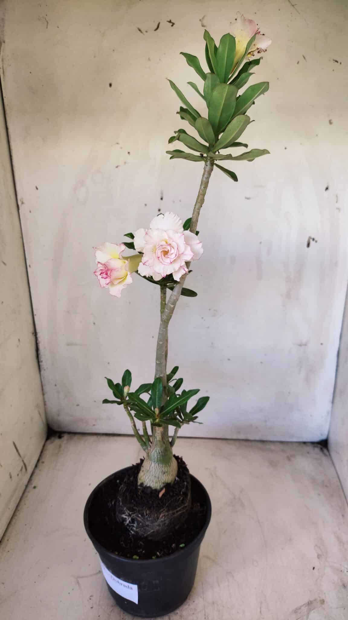 Planta Dobrada 2919 – 35cm – 03 anos