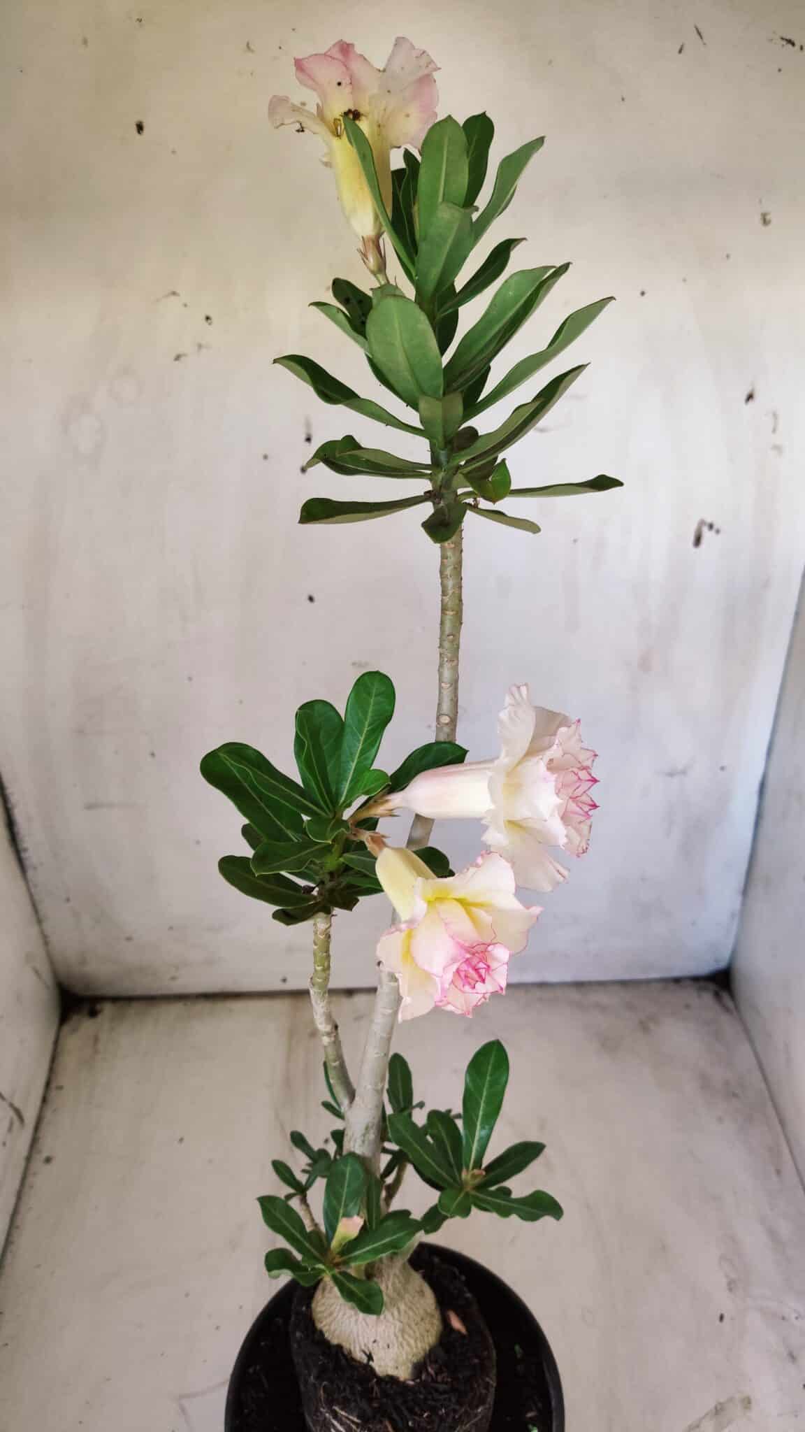 Planta Dobrada 2919 – 35cm – 03 anos