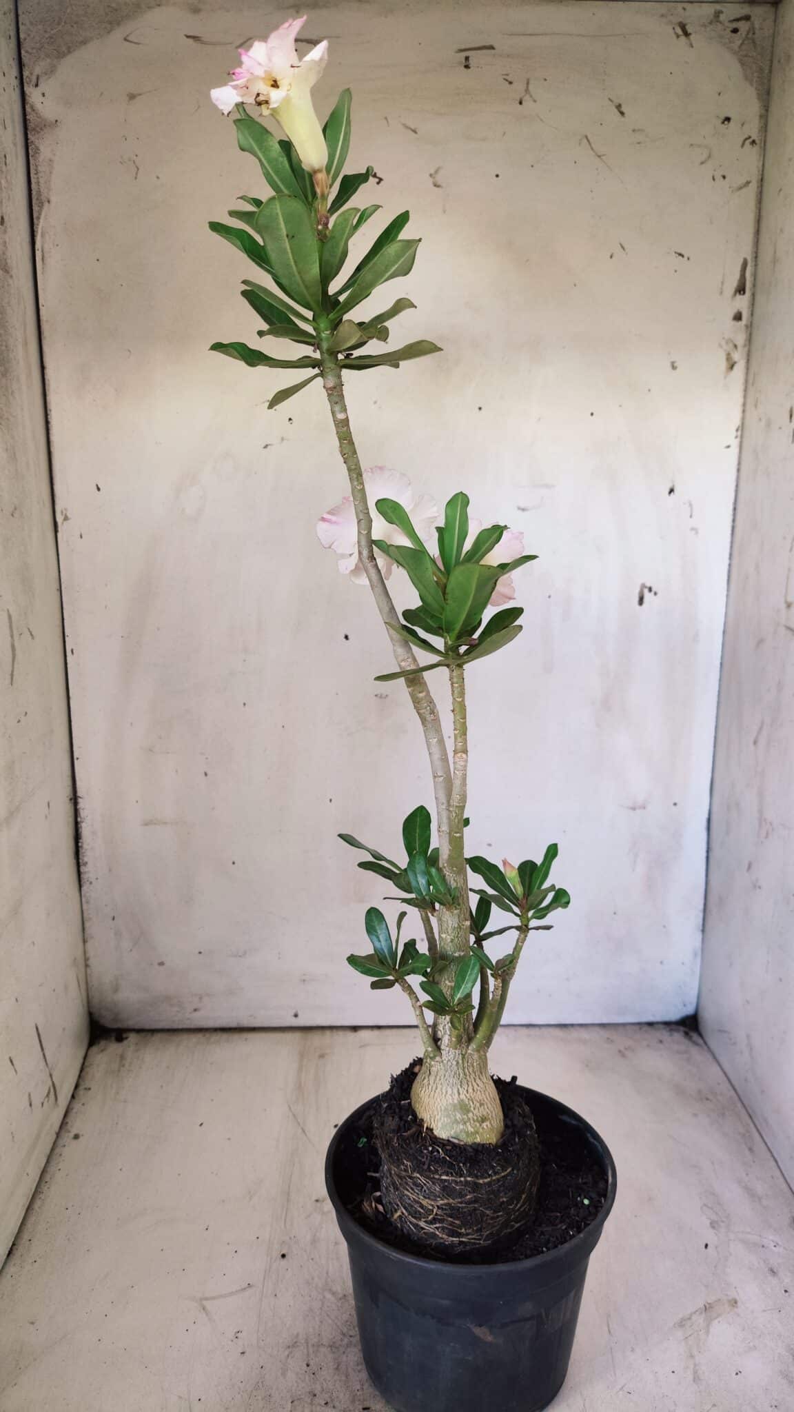 Planta Dobrada 2919 – 35cm – 03 anos