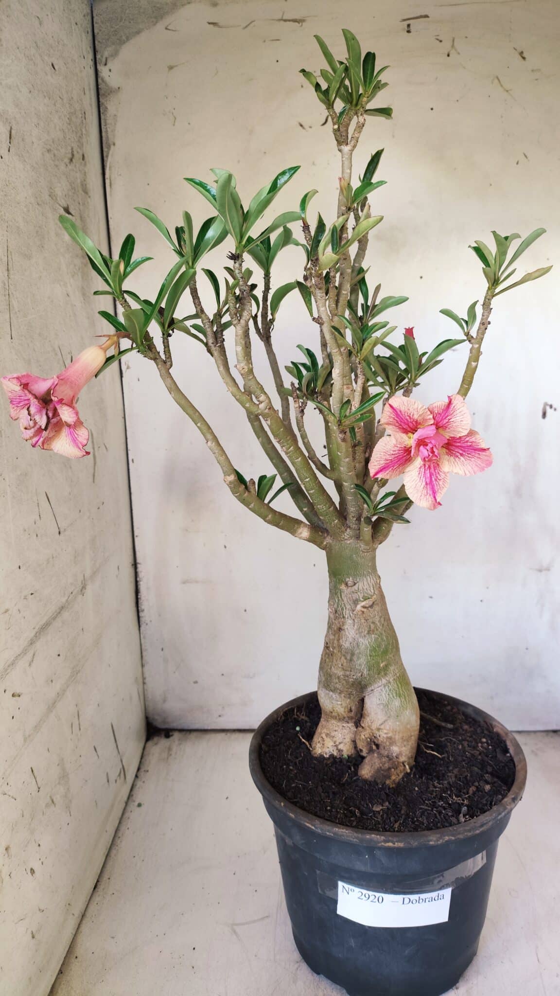 Planta Dobrada 2920 – 40cm – 04 anos