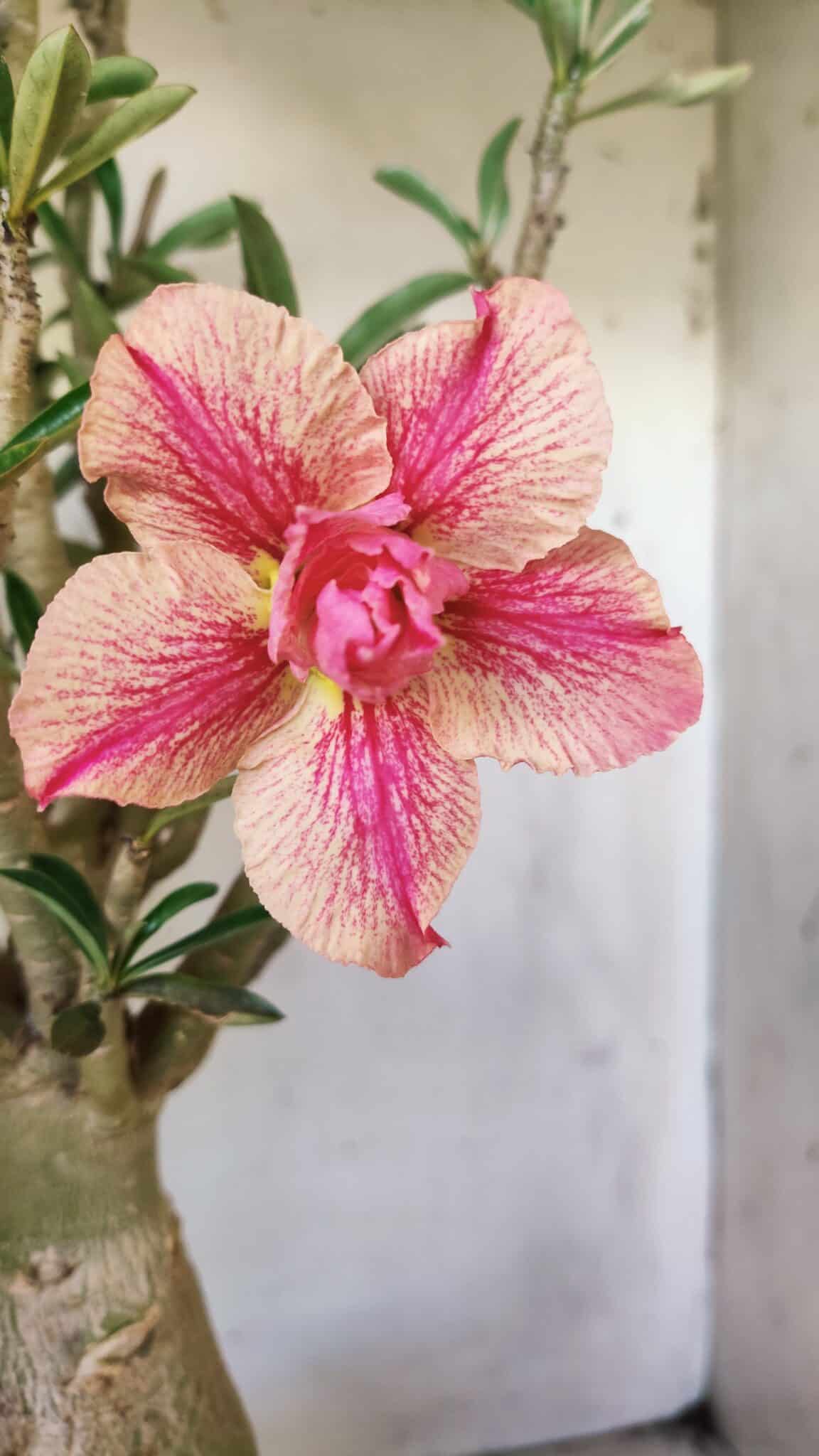 Planta Dobrada 2920 – 40cm – 04 anos