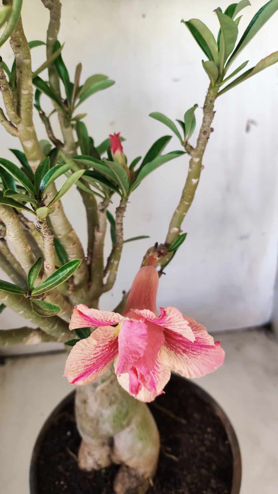 Planta Dobrada 2920 – 40cm – 04 anos