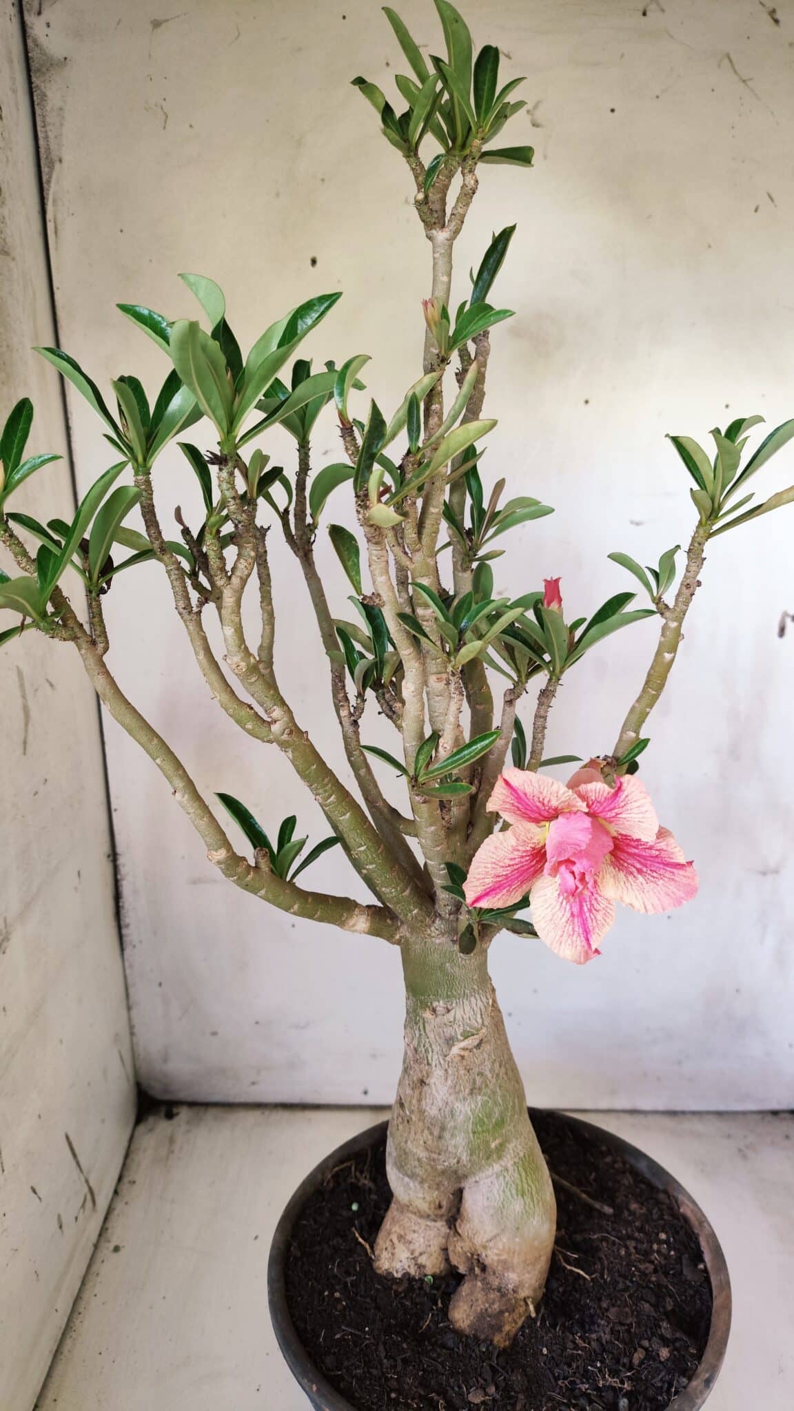 Planta Dobrada 2920 – 40cm – 04 anos