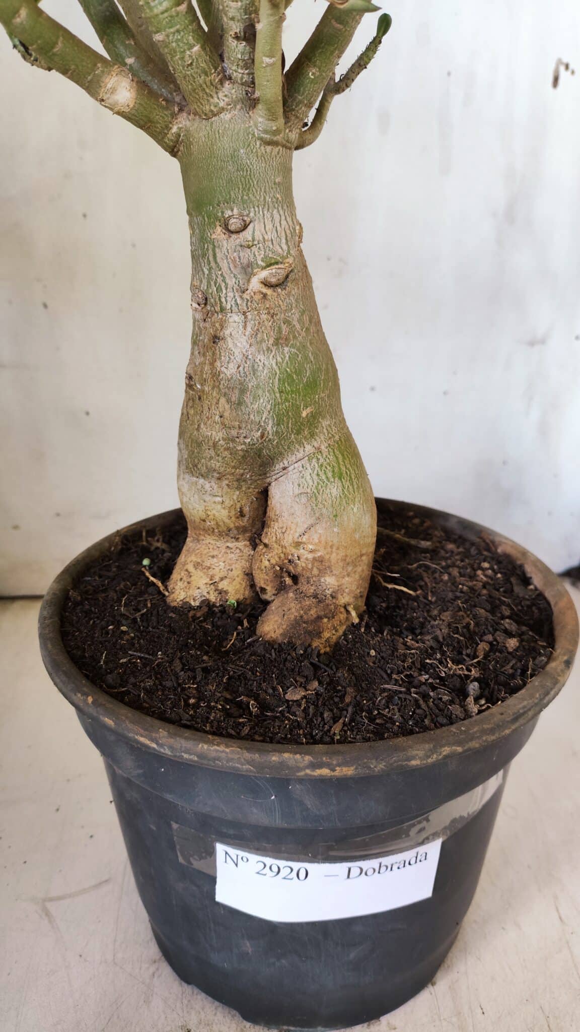 Planta Dobrada 2920 – 40cm – 04 anos