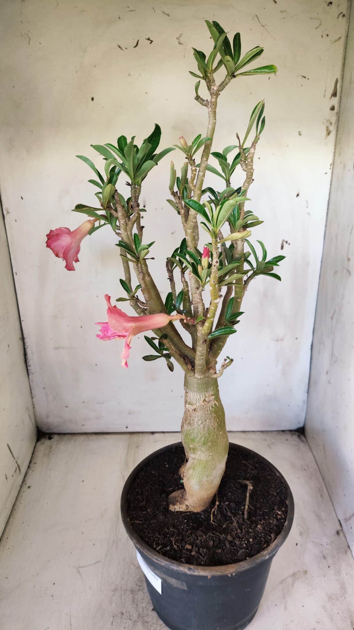 Planta Dobrada 2920 – 40cm – 04 anos
