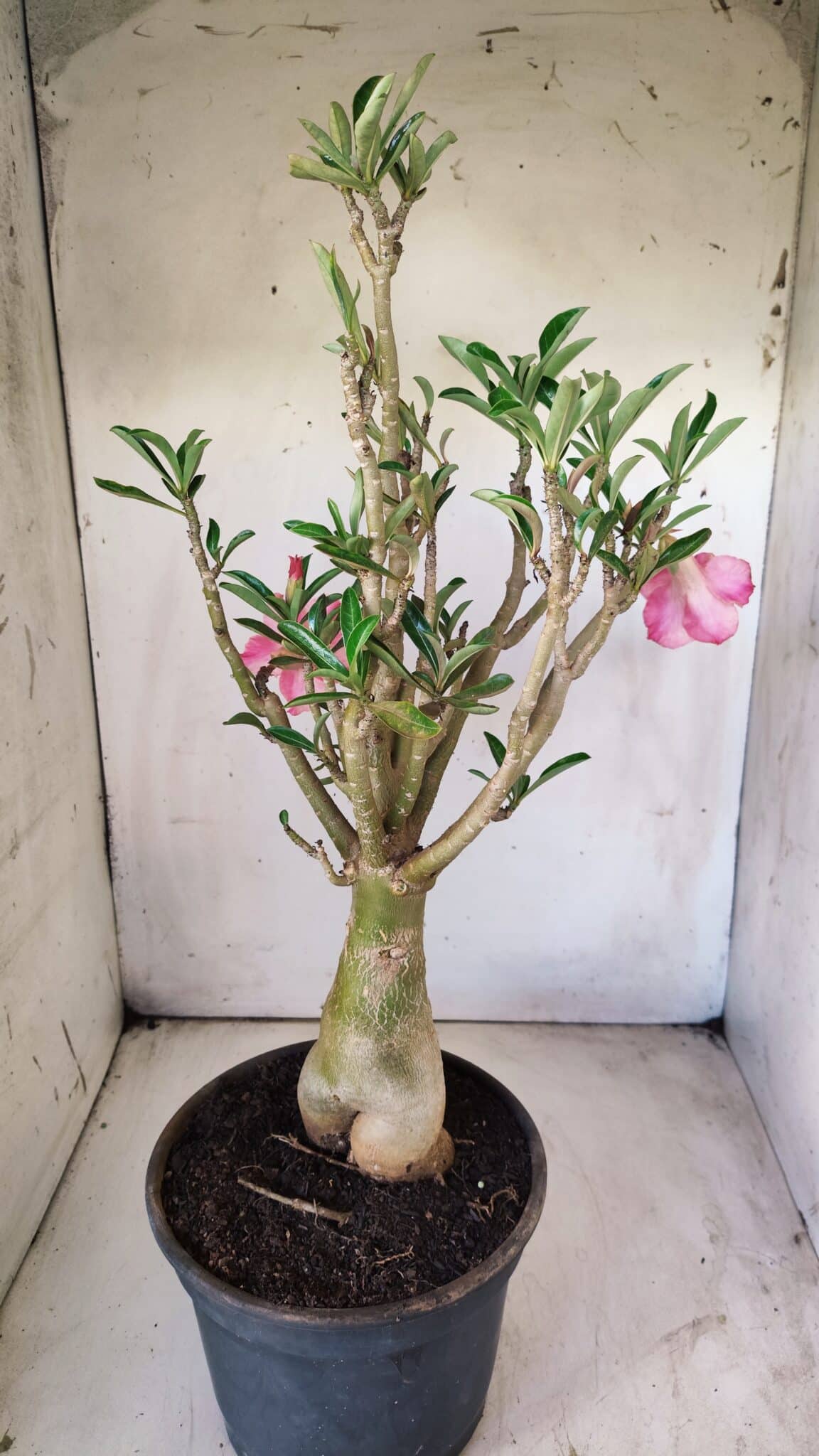 Planta Dobrada 2920 – 40cm – 04 anos