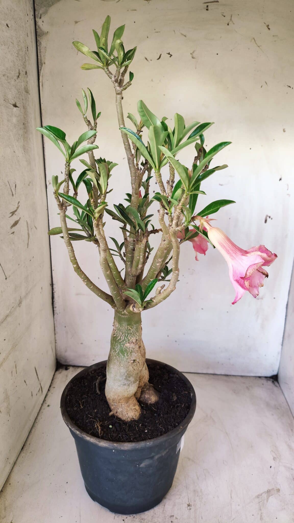 Planta Dobrada 2920 – 40cm – 04 anos