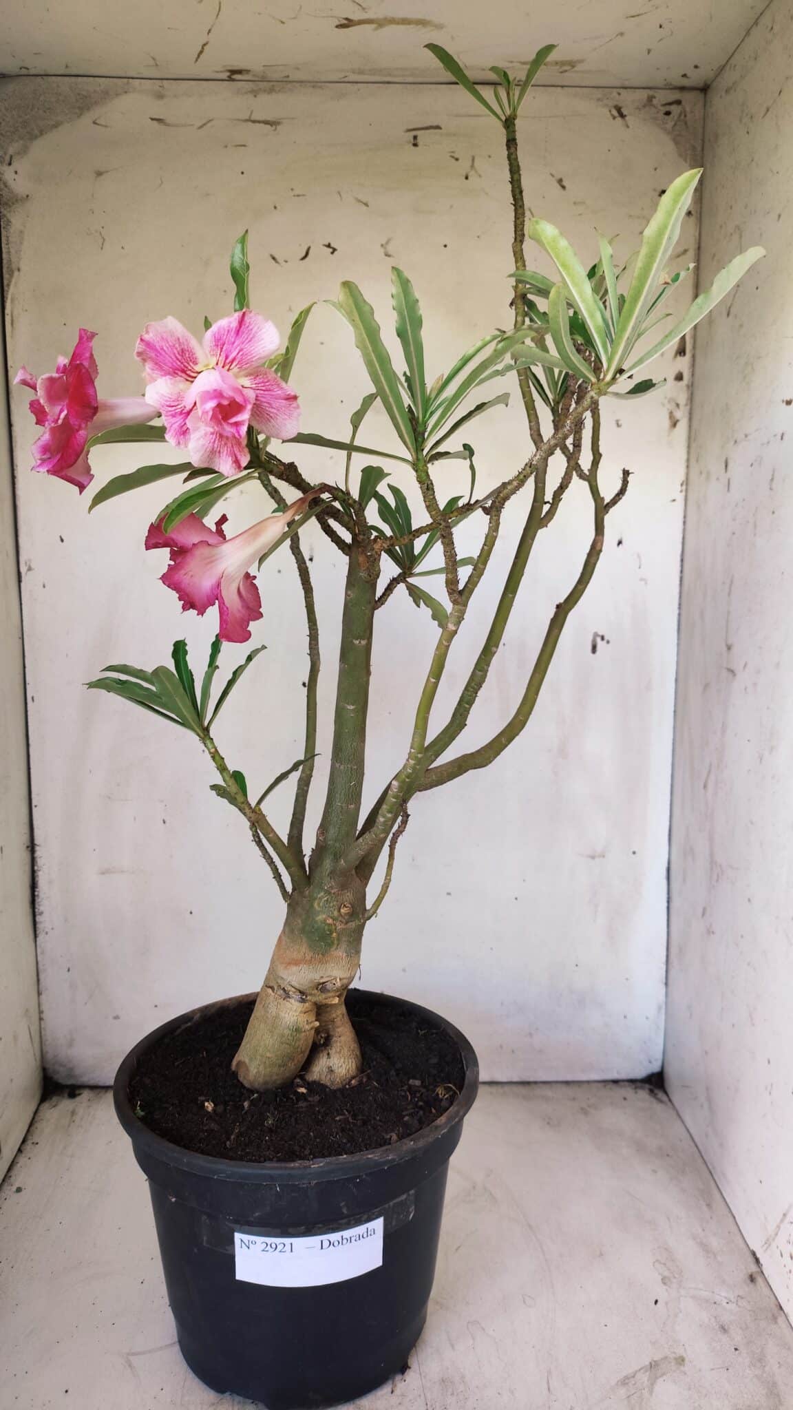 Planta Dobrada 2921 – 45cm – 04 anos