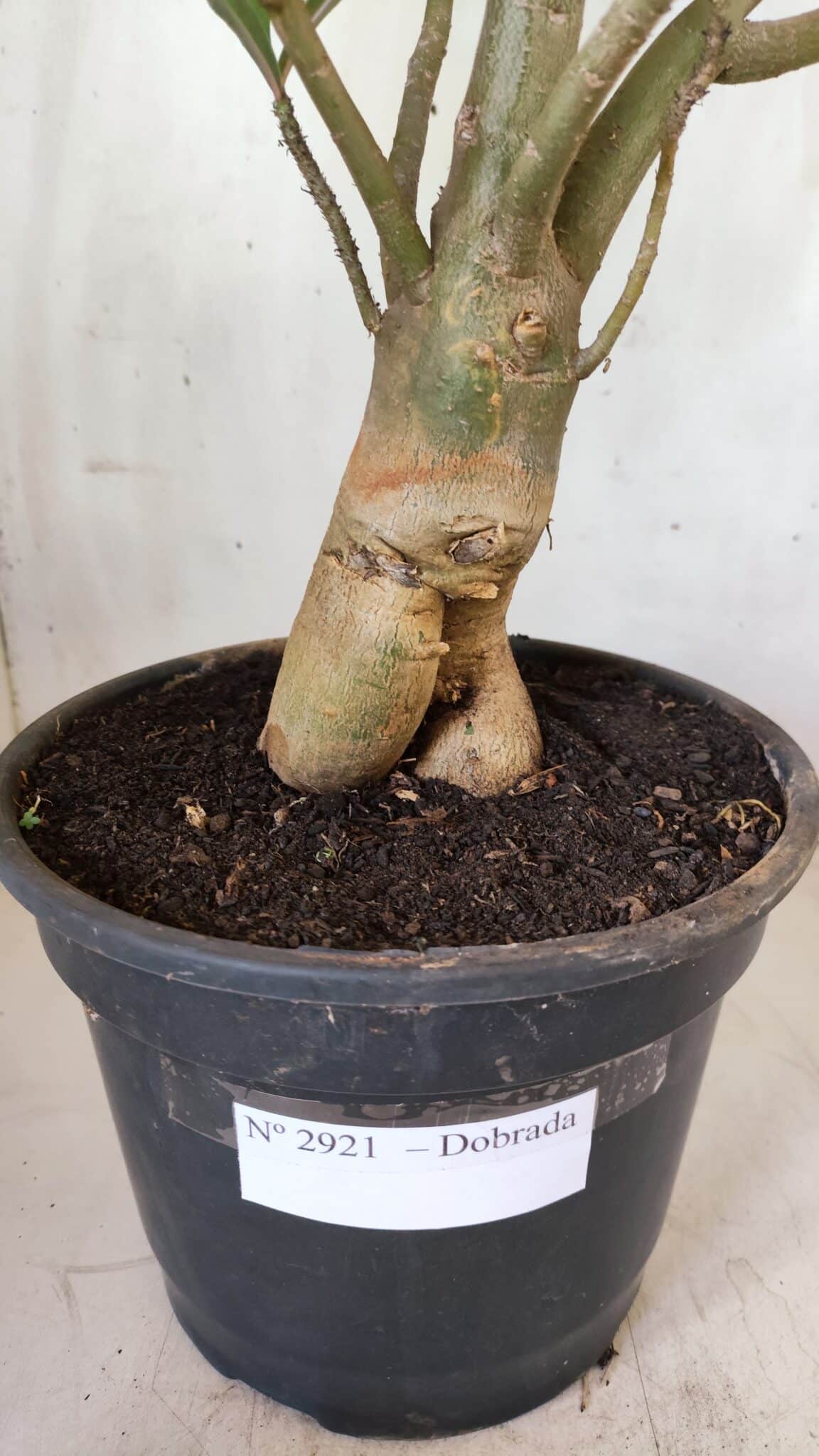 Planta Dobrada 2921 – 45cm – 04 anos