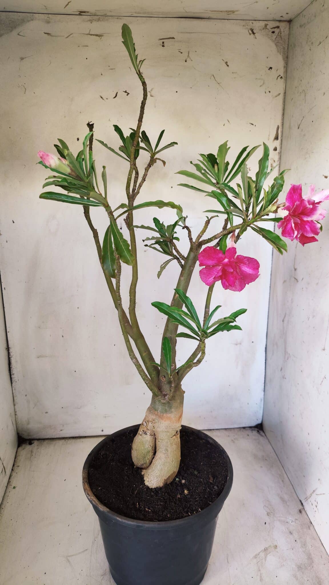 Planta Dobrada 2921 – 45cm – 04 anos
