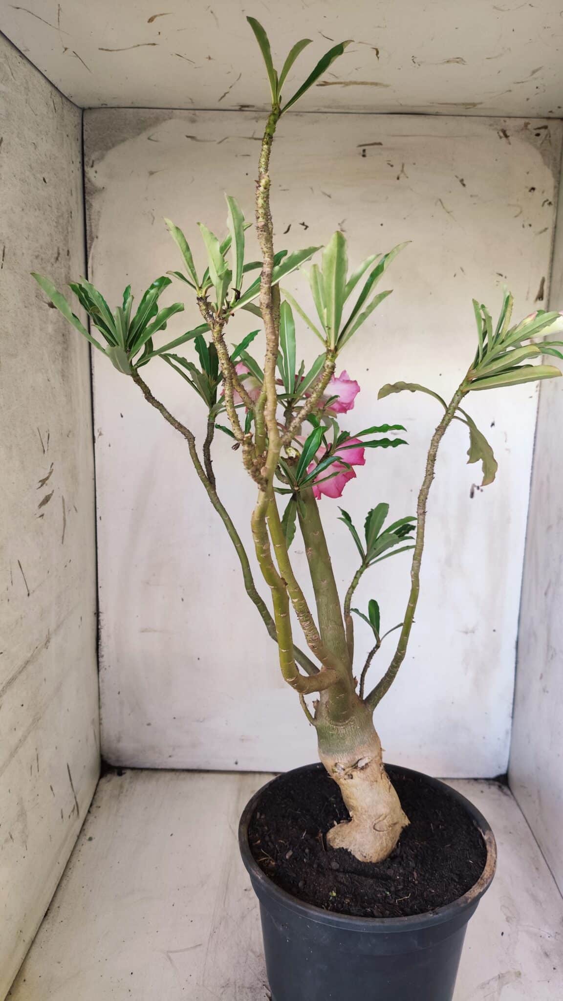 Planta Dobrada 2921 – 45cm – 04 anos