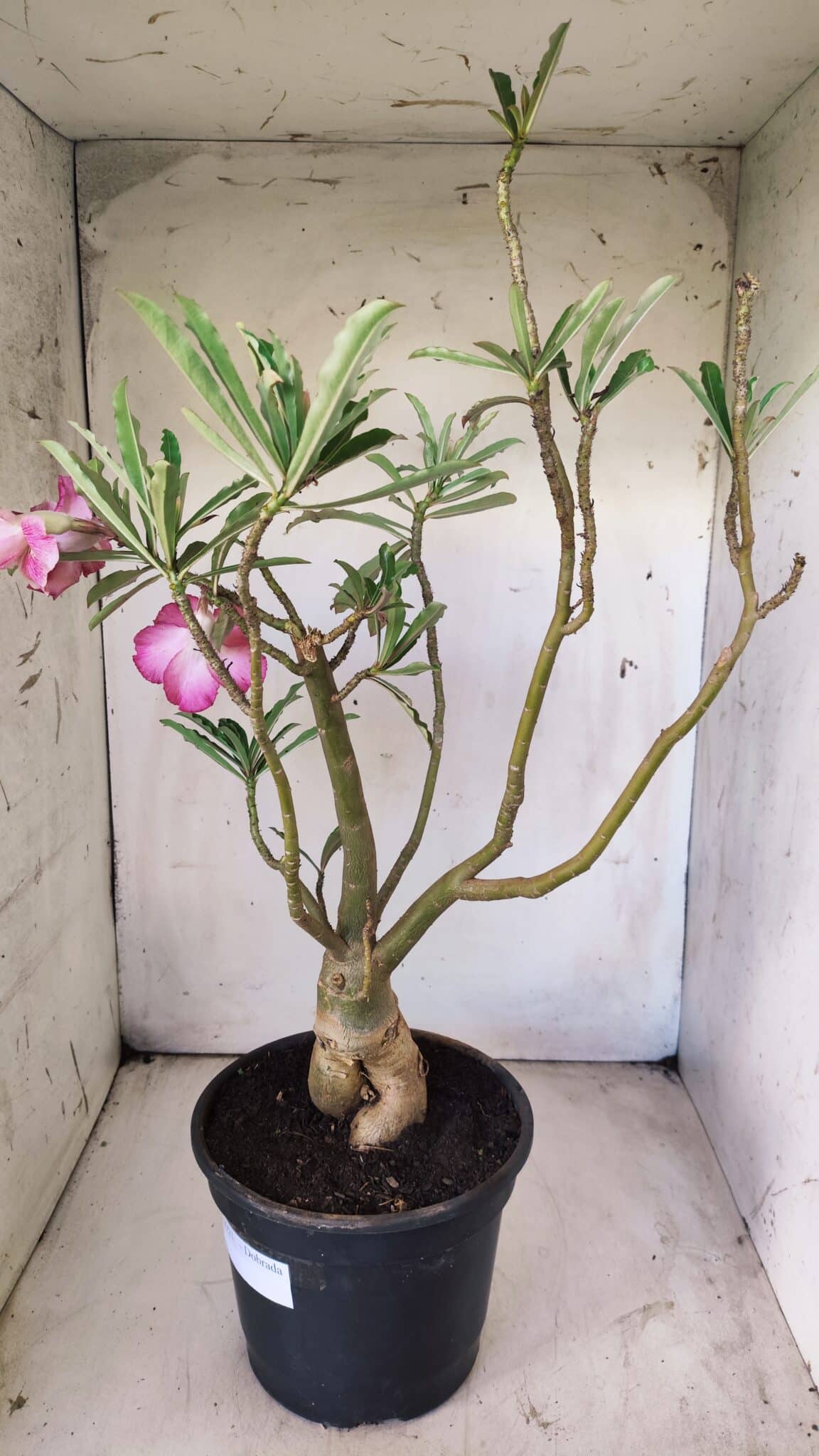 Planta Dobrada 2921 – 45cm – 04 anos