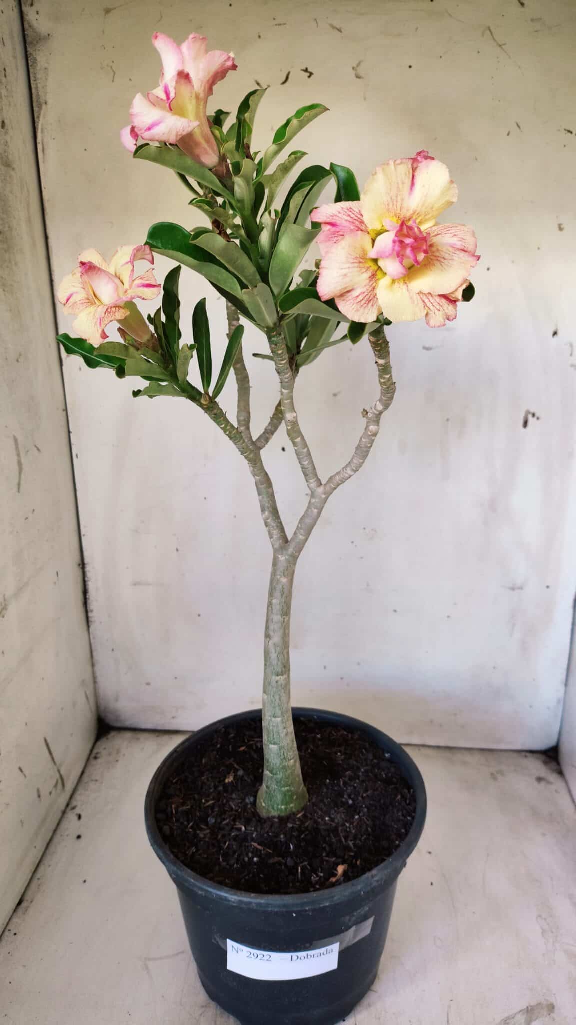Planta Dobrada 2922 – 45cm – 03 anos