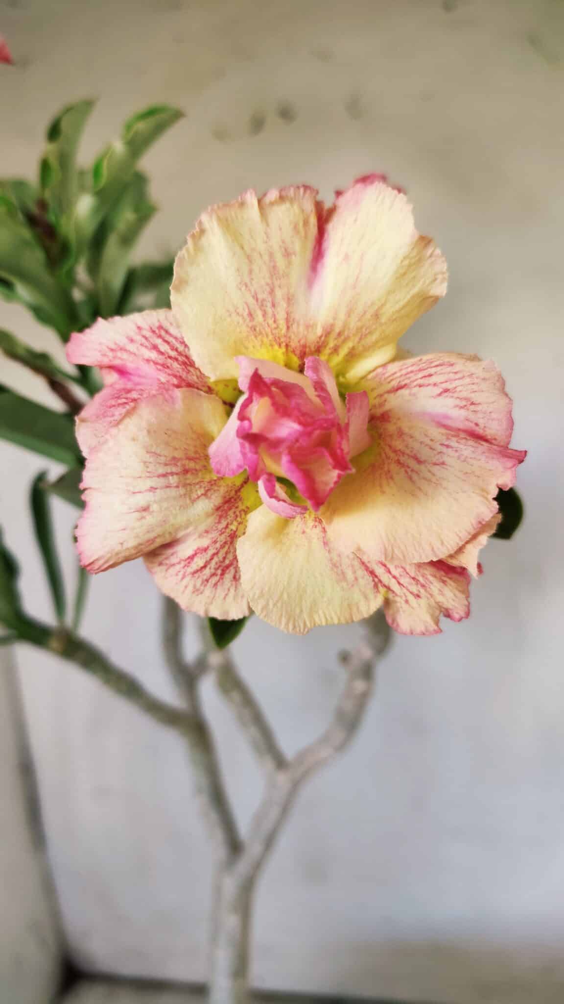 Planta Dobrada 2922 – 45cm – 03 anos