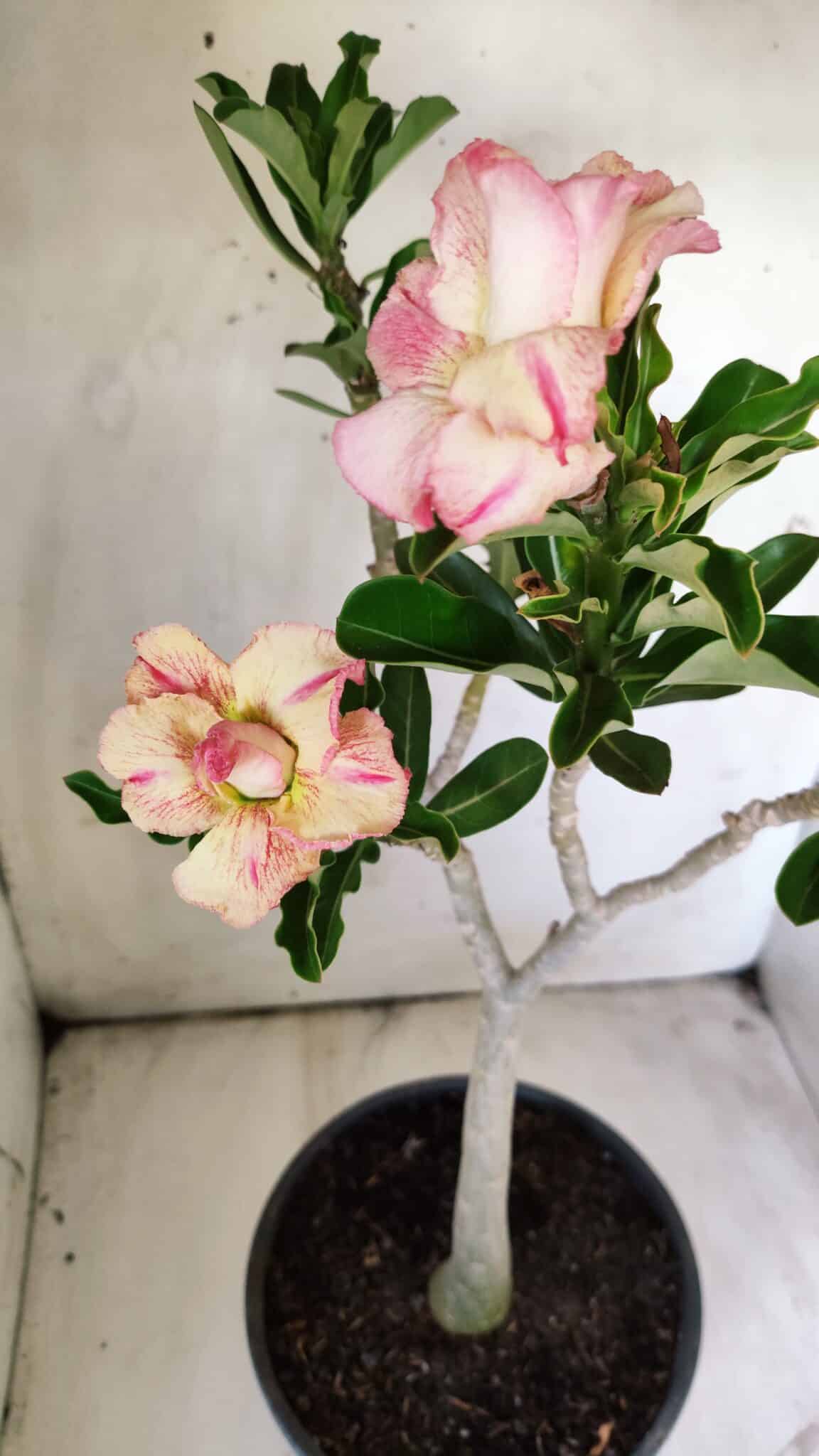 Planta Dobrada 2922 – 45cm – 03 anos
