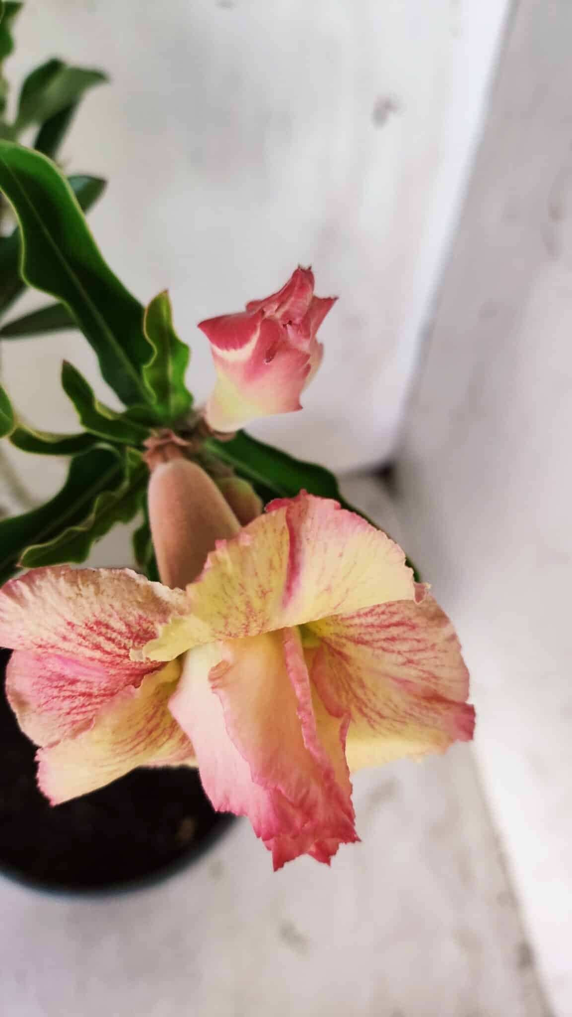 Planta Dobrada 2922 – 45cm – 03 anos