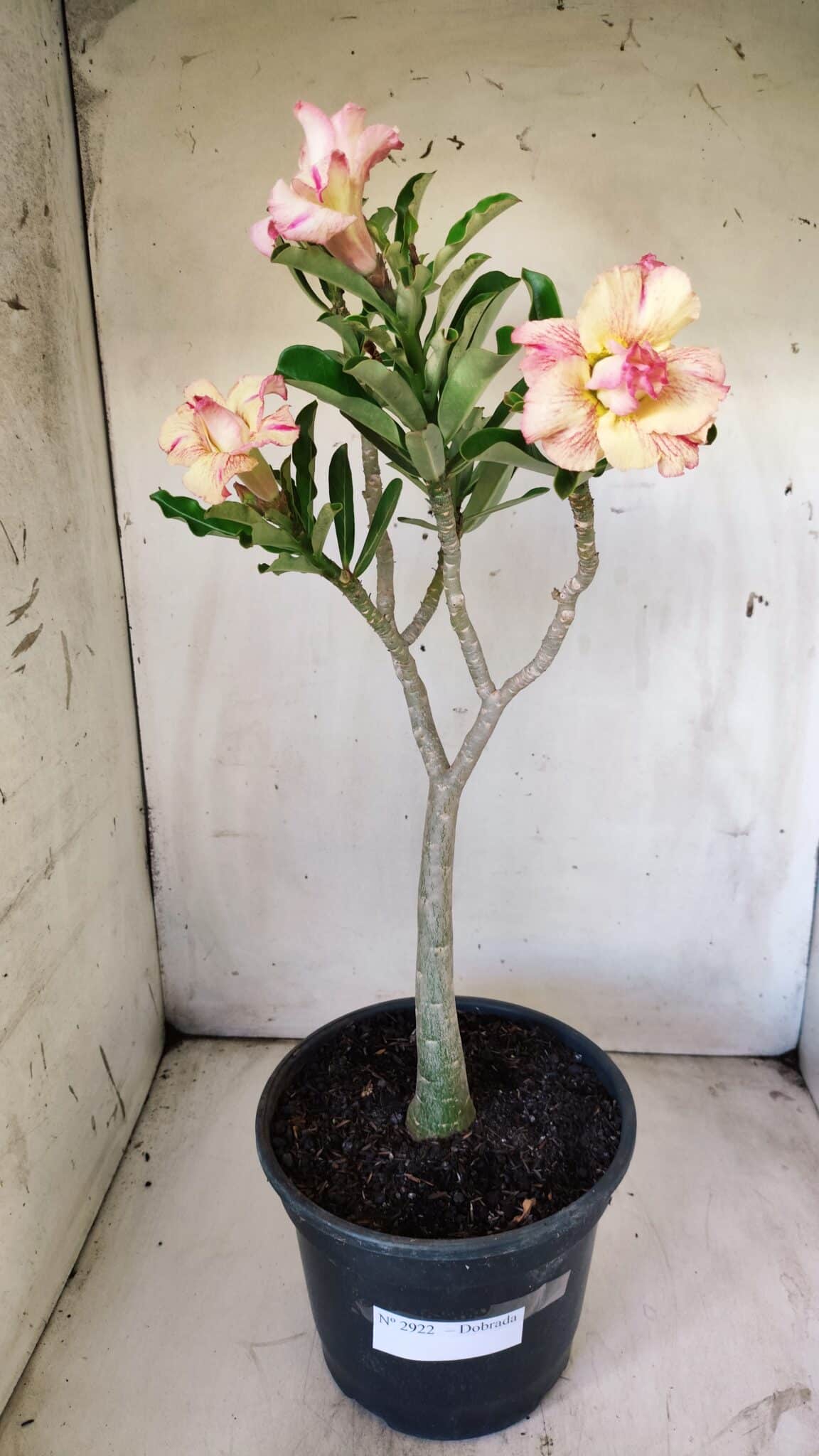 Planta Dobrada 2922 – 45cm – 03 anos
