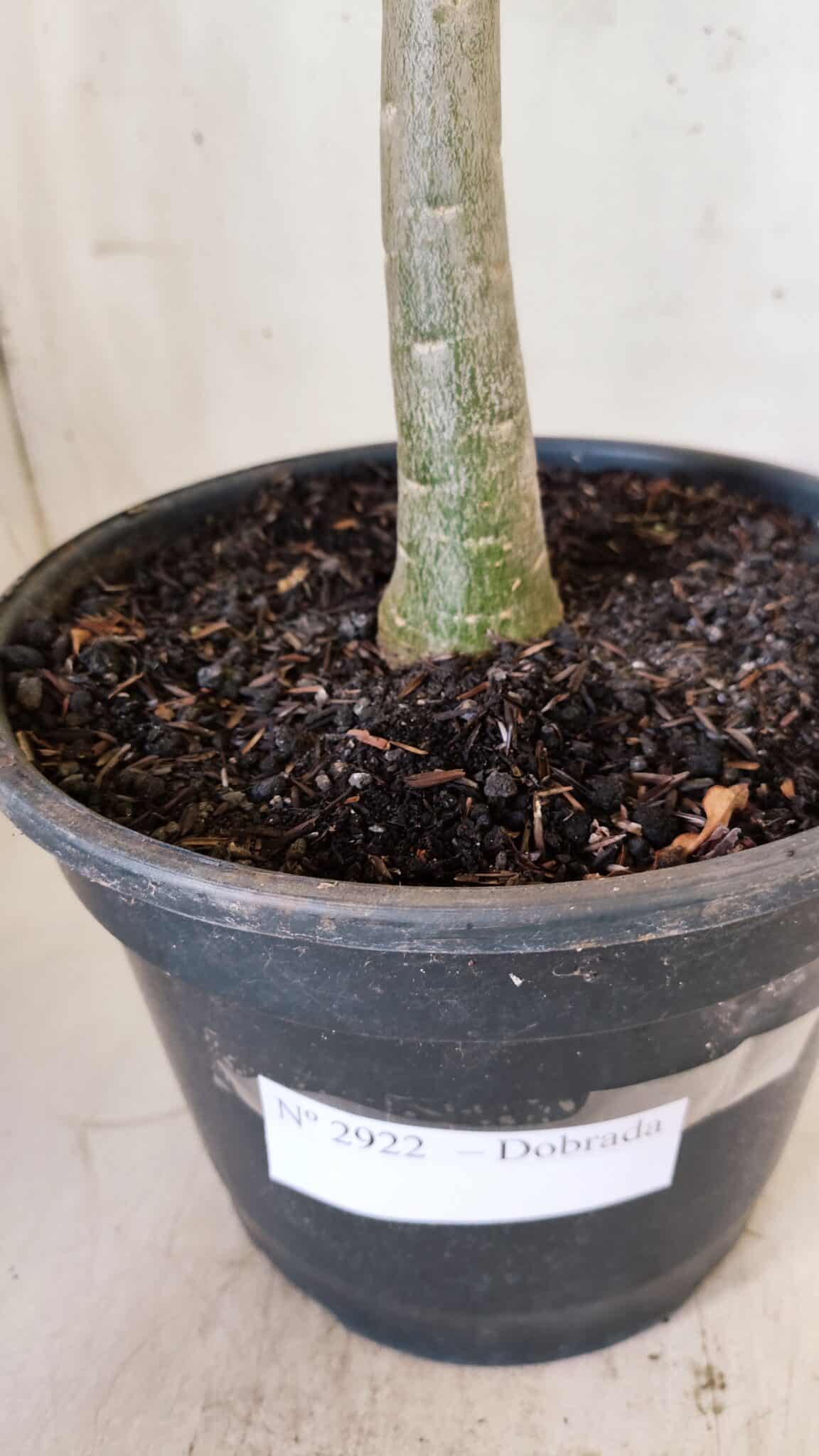 Planta Dobrada 2922 – 45cm – 03 anos