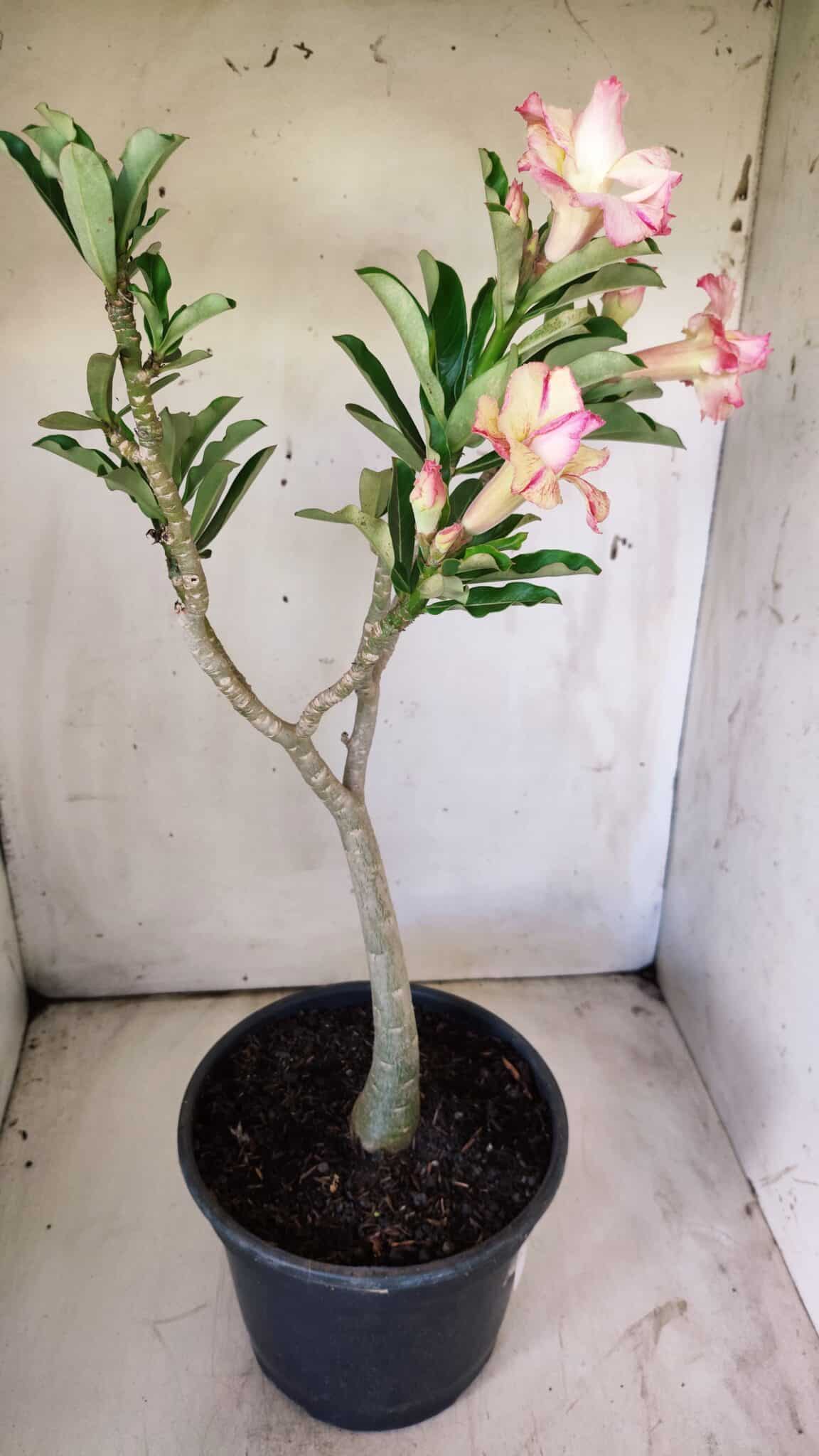 Planta Dobrada 2922 – 45cm – 03 anos