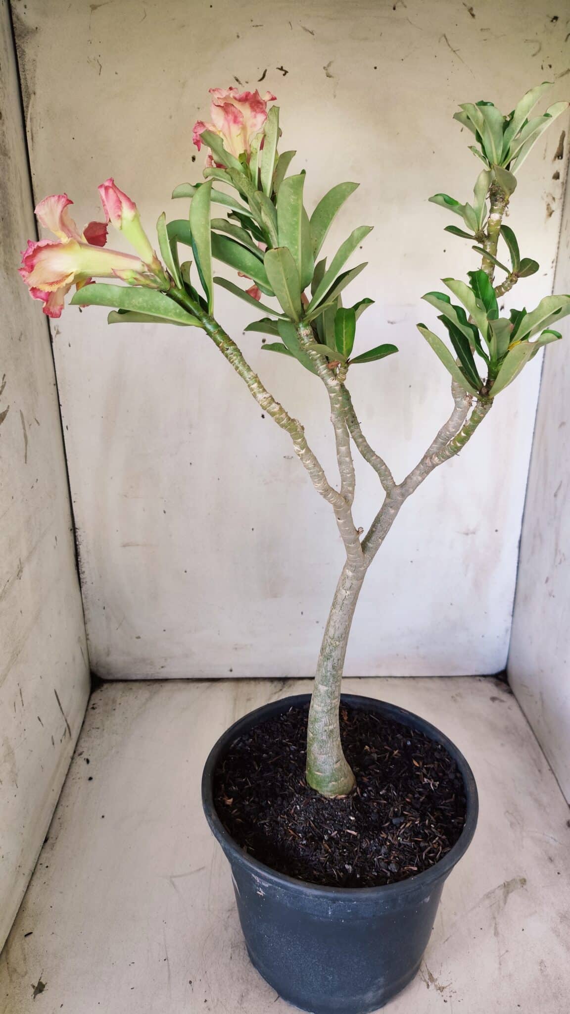Planta Dobrada 2922 – 45cm – 03 anos