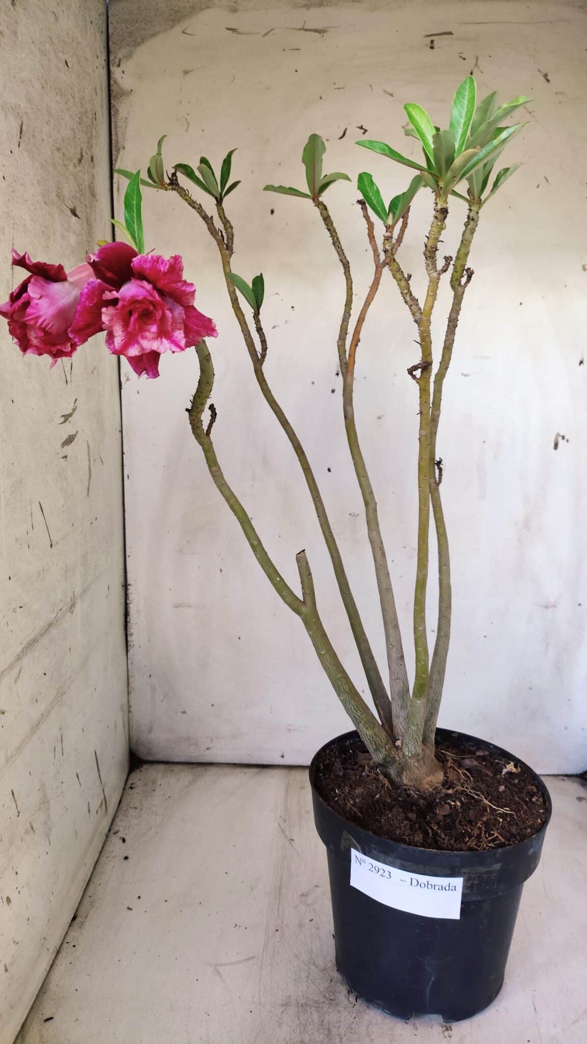 Planta Dobrada 2923 – 45cm – 04 anos