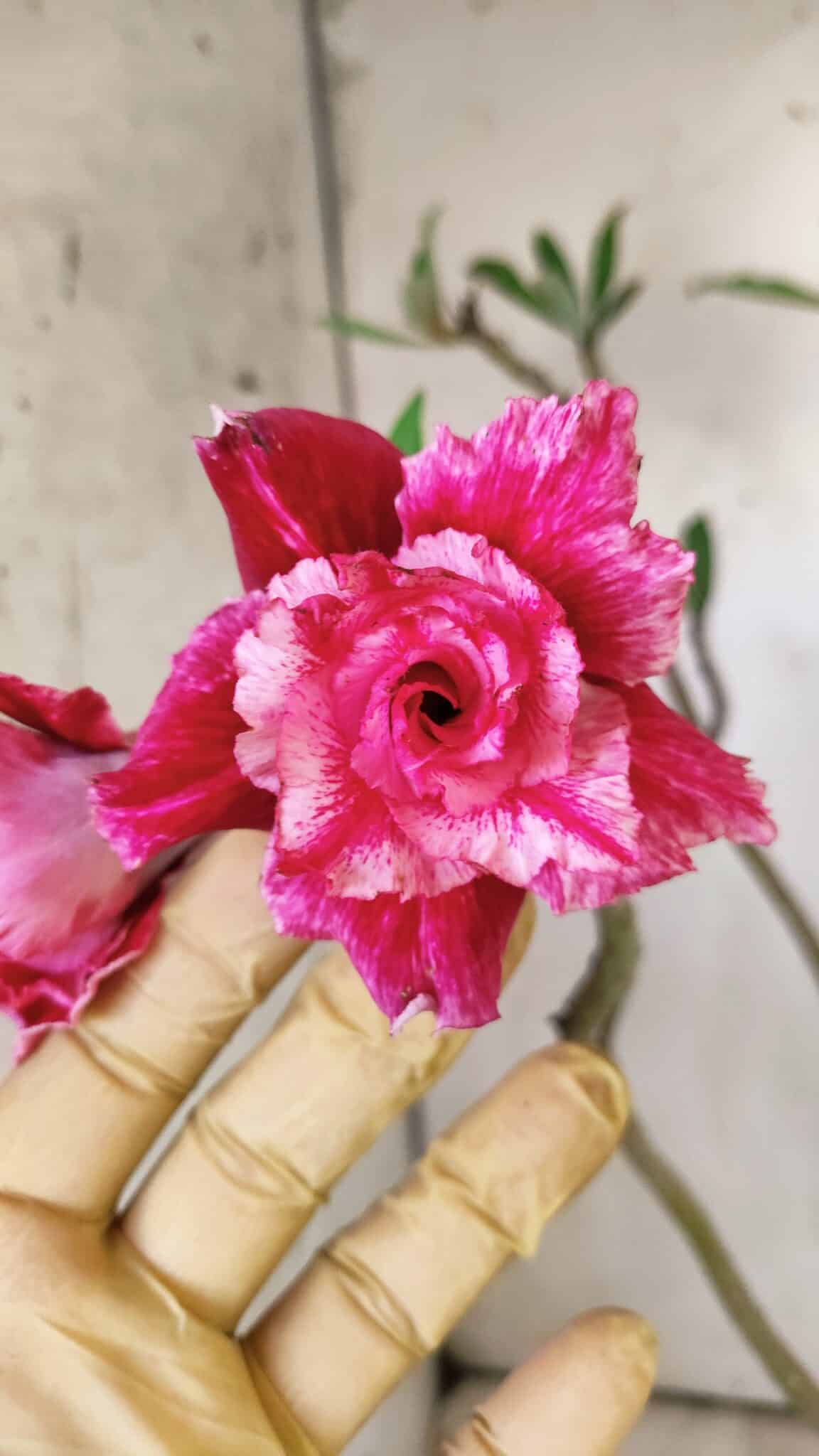 Planta Dobrada 2923 – 45cm – 04 anos