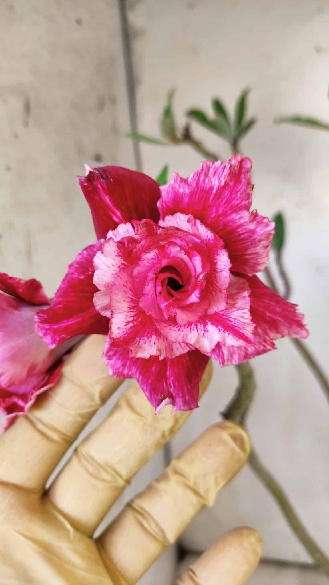 Planta Dobrada 2923 – 45cm – 04 anos