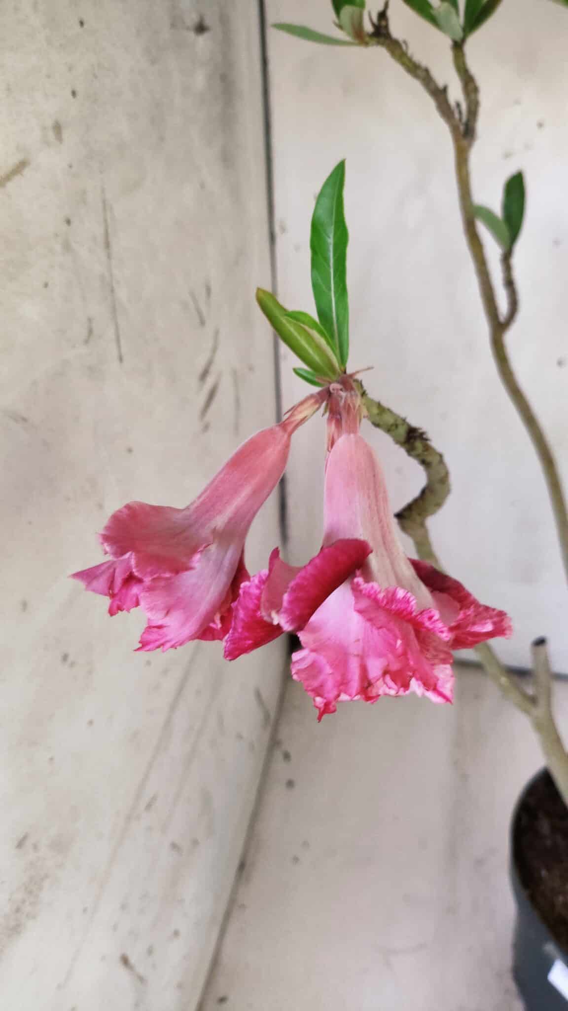 Planta Dobrada 2923 – 45cm – 04 anos