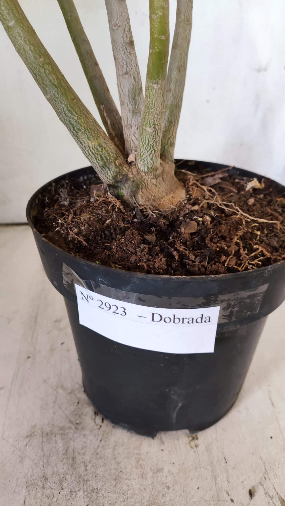 Planta Dobrada 2923 – 45cm – 04 anos