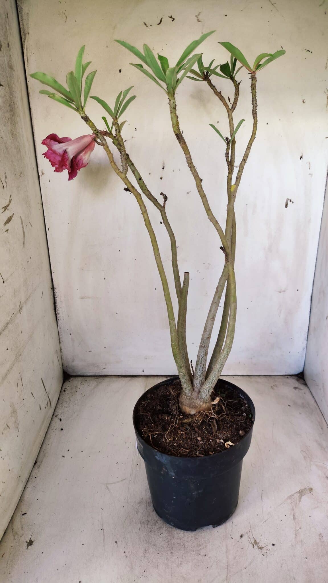 Planta Dobrada 2923 – 45cm – 04 anos