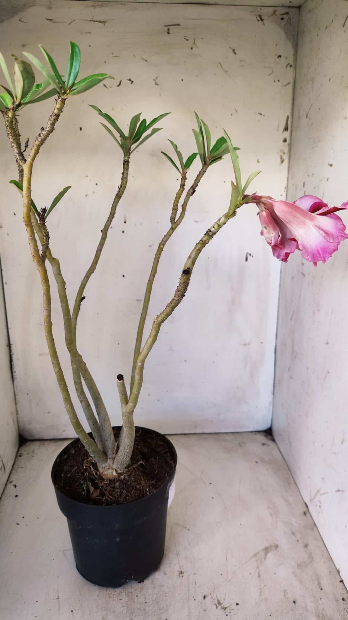 Planta Dobrada 2923 – 45cm – 04 anos