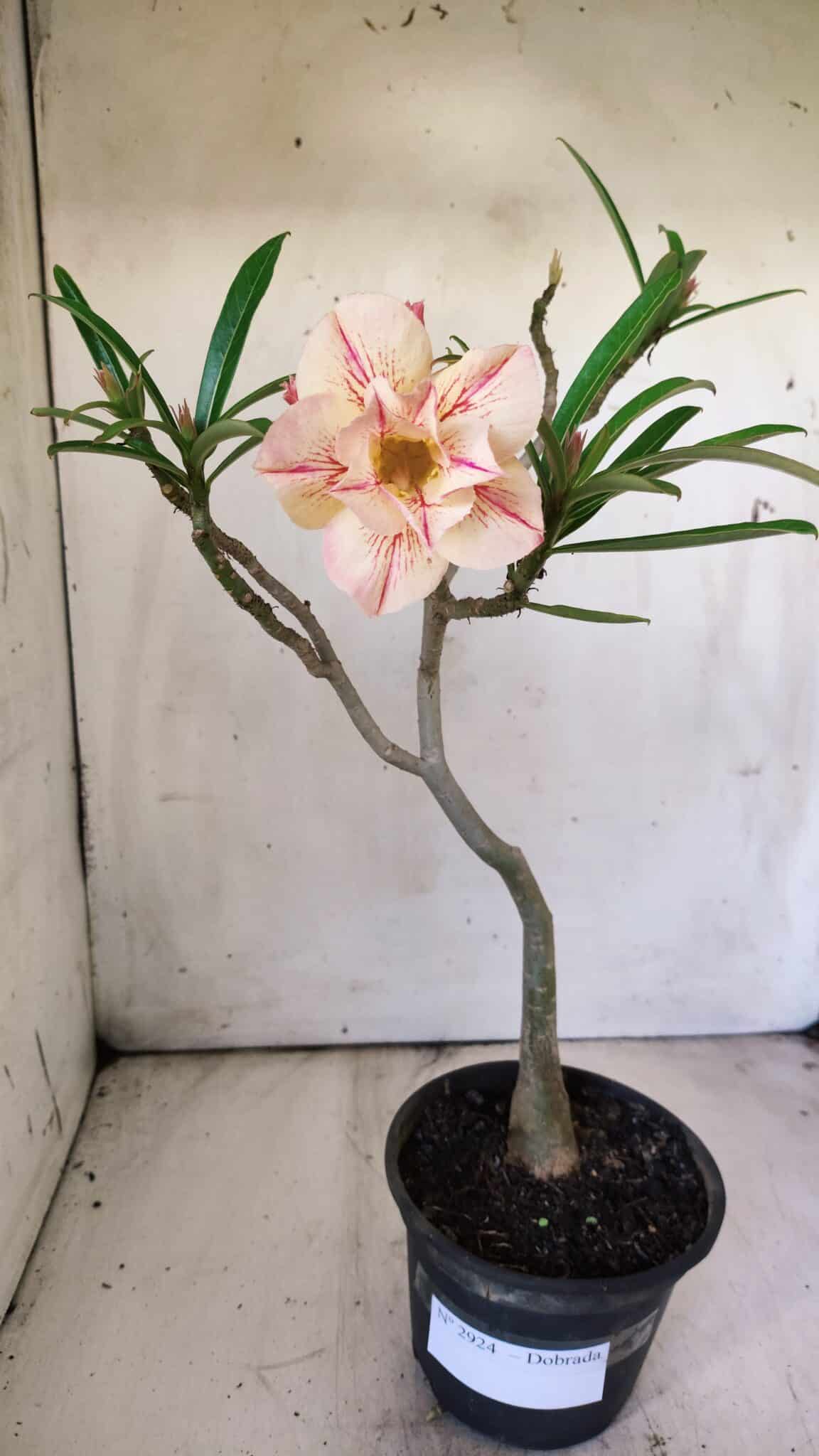 Planta Dobrada 2924 – 30cm – 02 anos