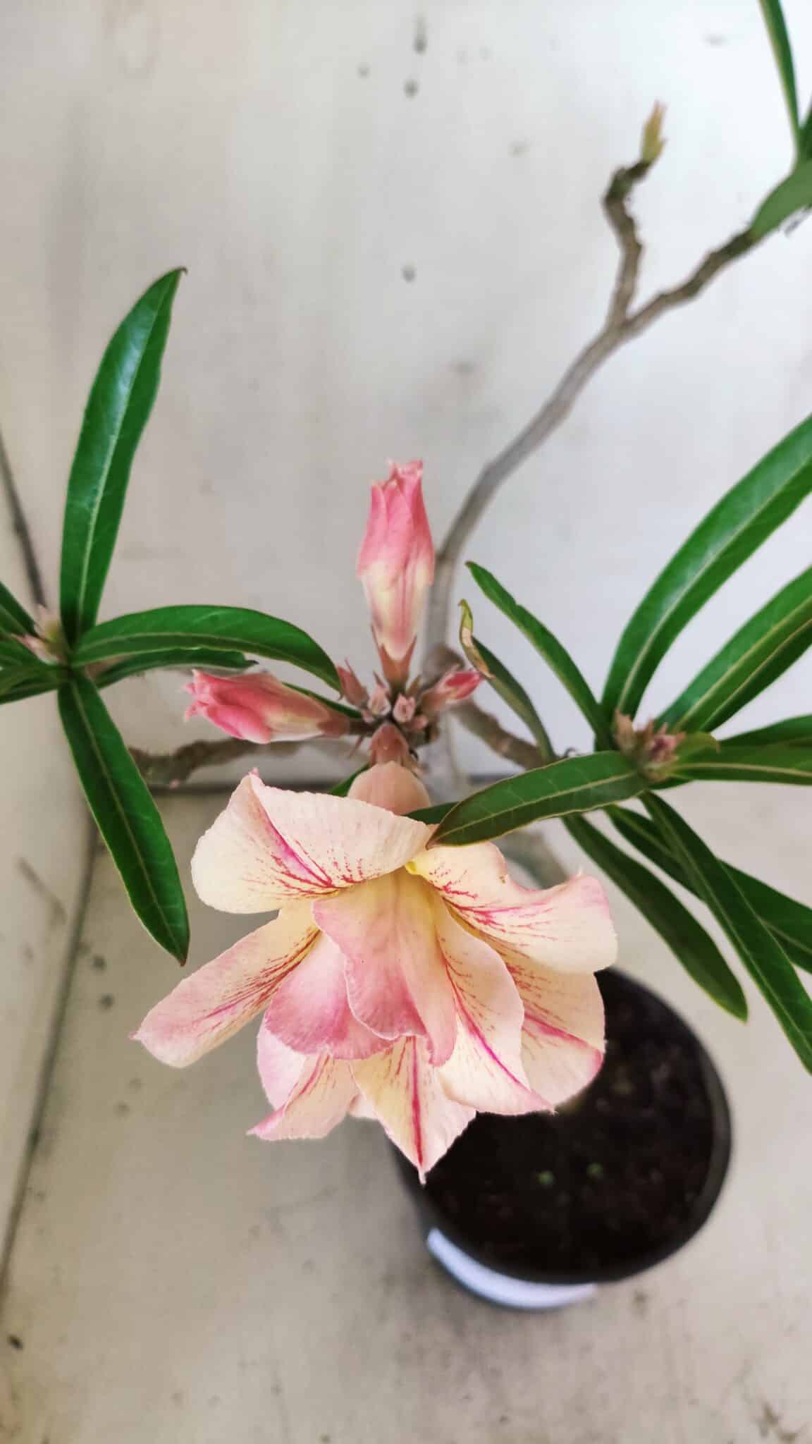 Planta Dobrada 2924 – 30cm – 02 anos