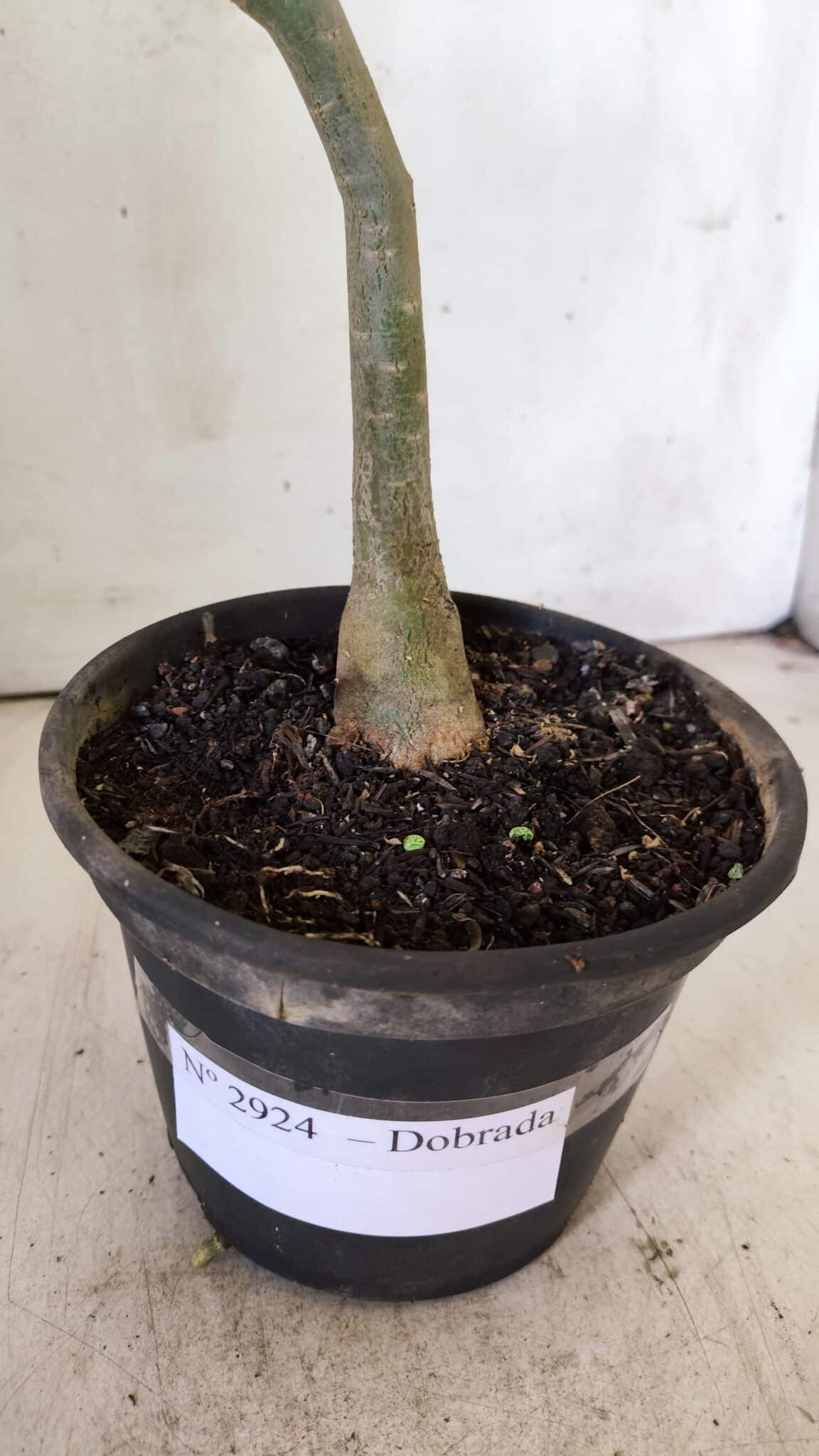 Planta Dobrada 2924 – 30cm – 02 anos