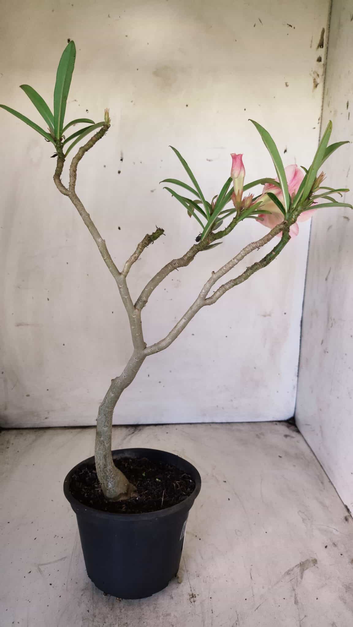 Planta Dobrada 2924 – 30cm – 02 anos