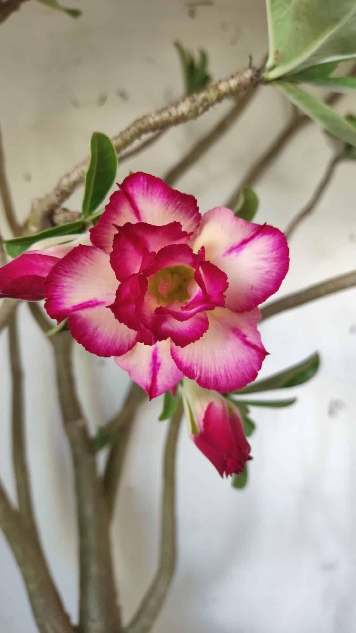Planta Dobrada 2925 – 65cm – 06 anos