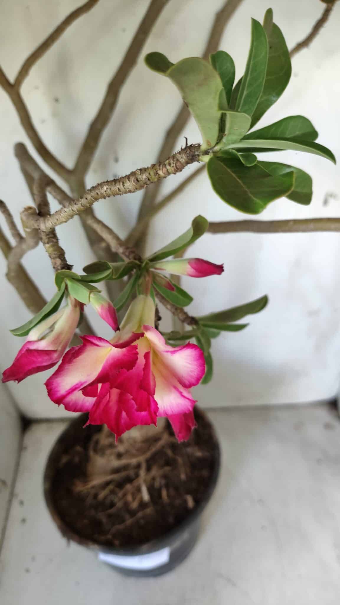 Planta Dobrada 2925 – 65cm – 06 anos