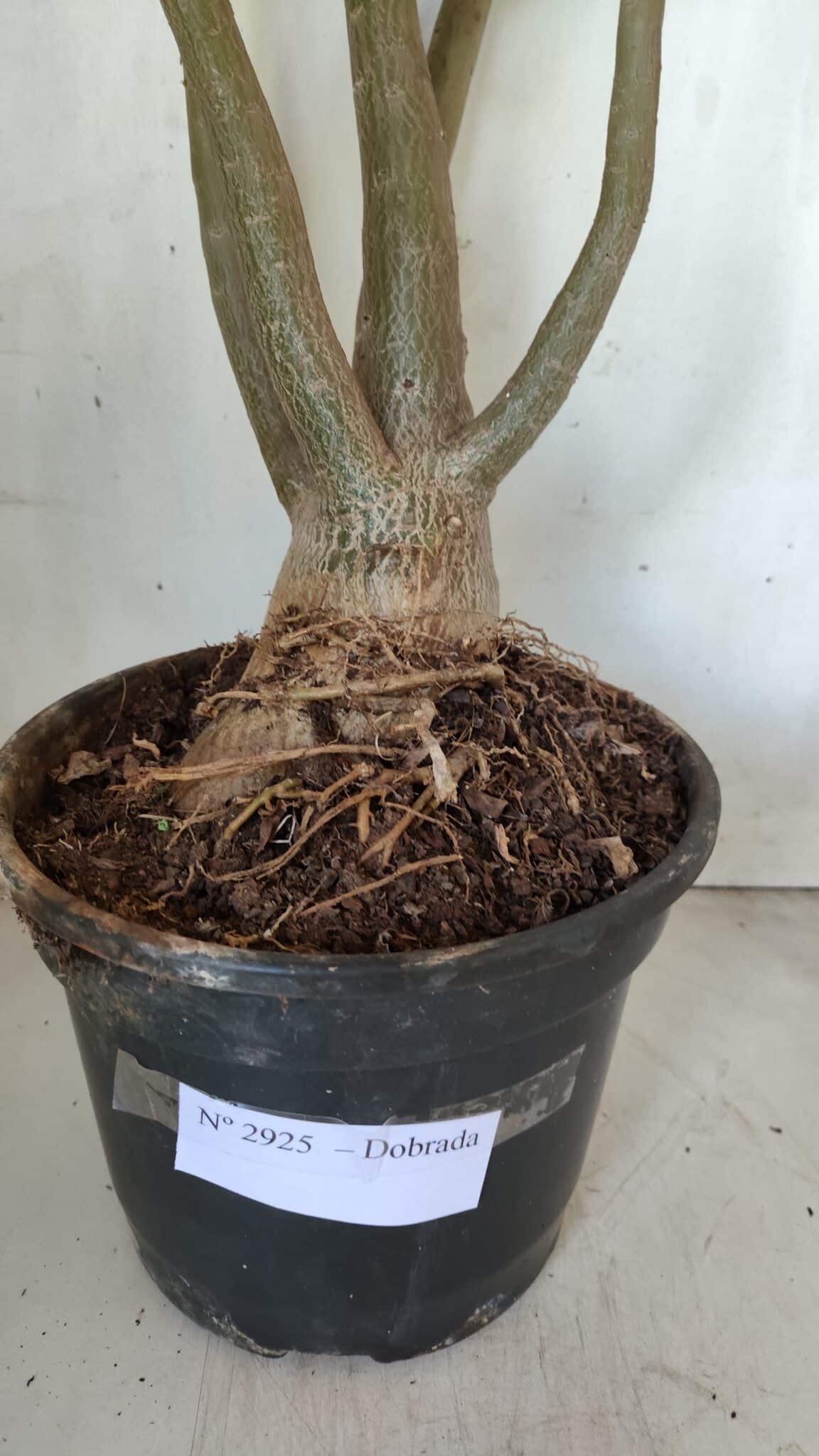 Planta Dobrada 2925 – 65cm – 06 anos