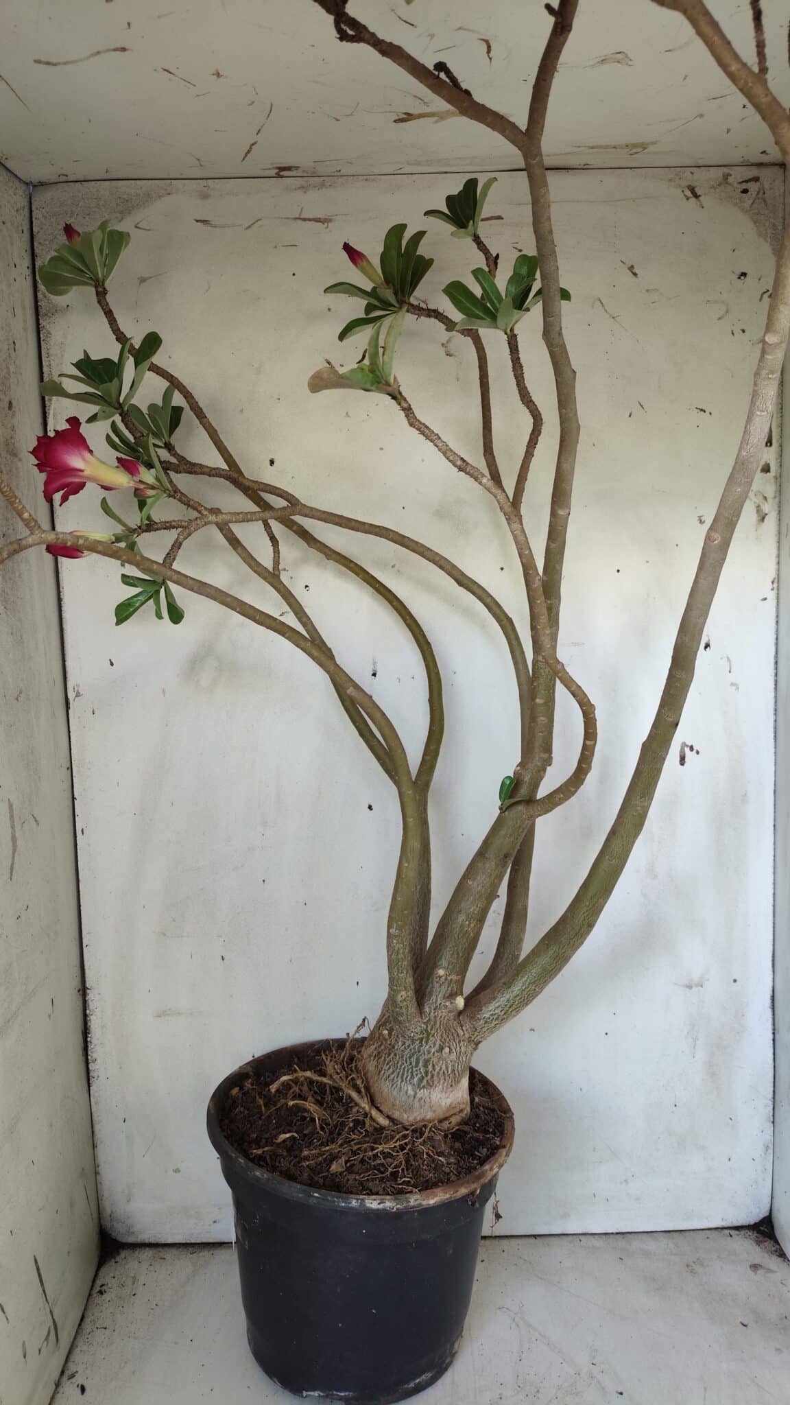 Planta Dobrada 2925 – 65cm – 06 anos