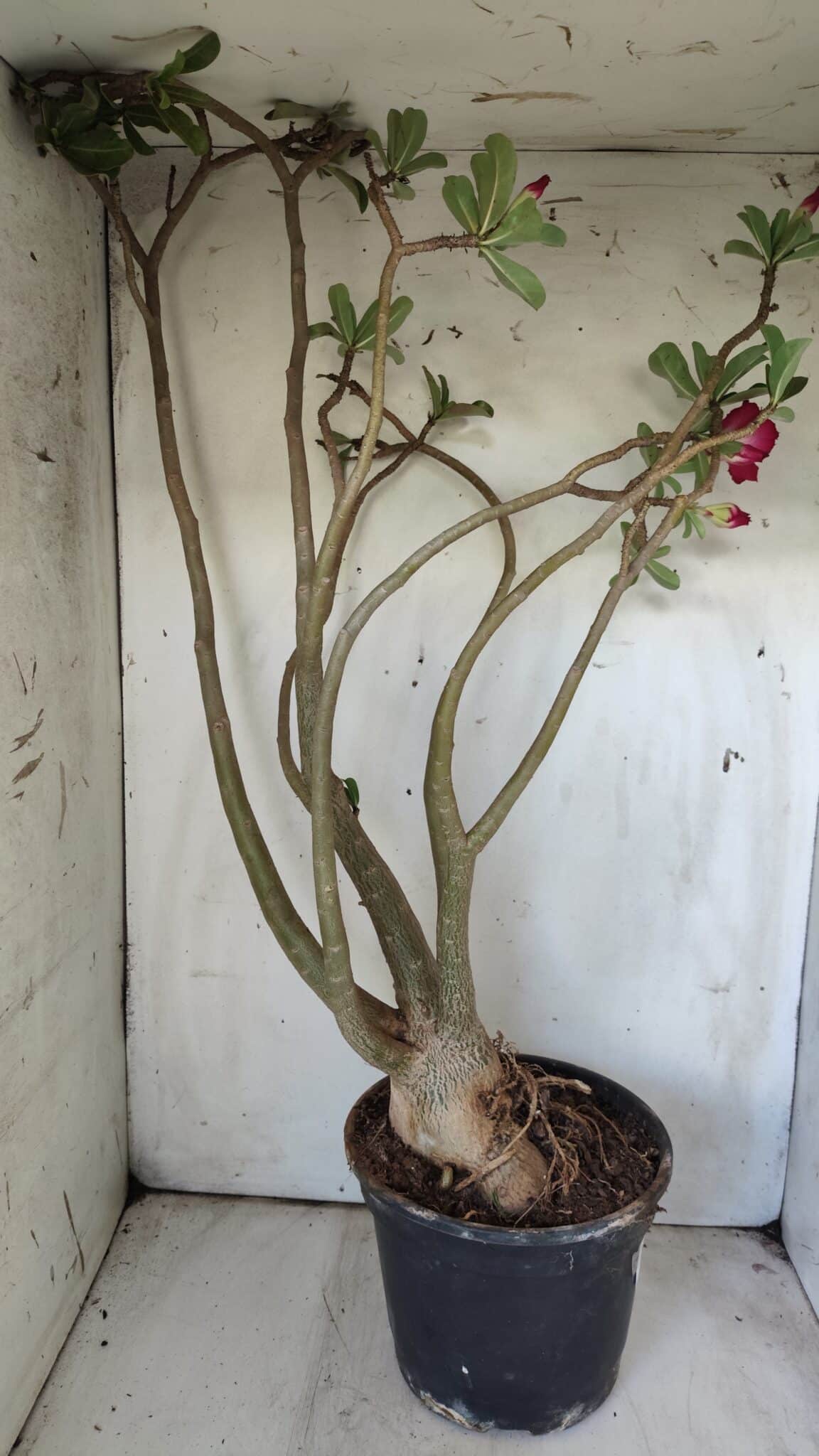 Planta Dobrada 2925 – 65cm – 06 anos
