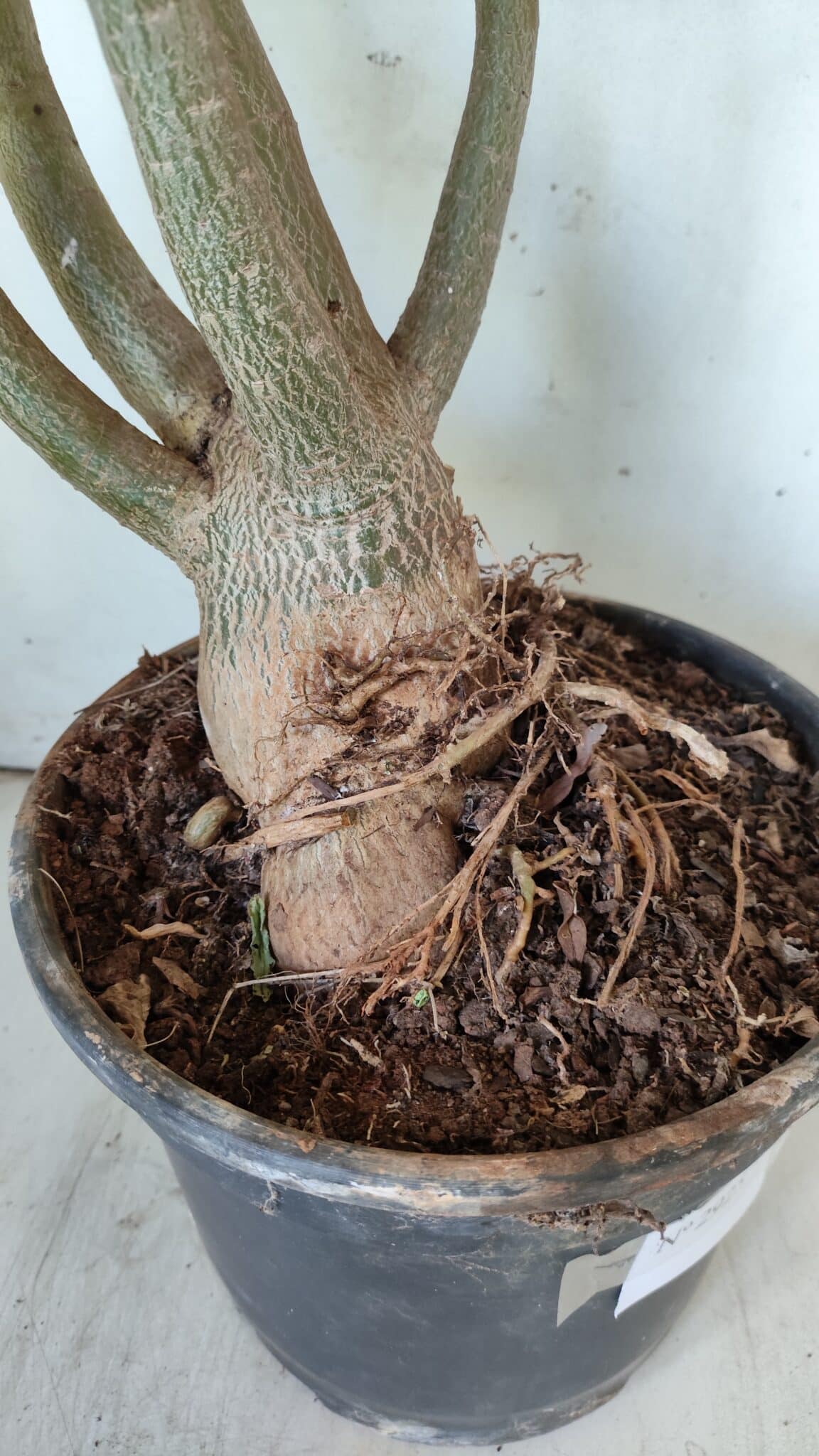 Planta Dobrada 2925 – 65cm – 06 anos