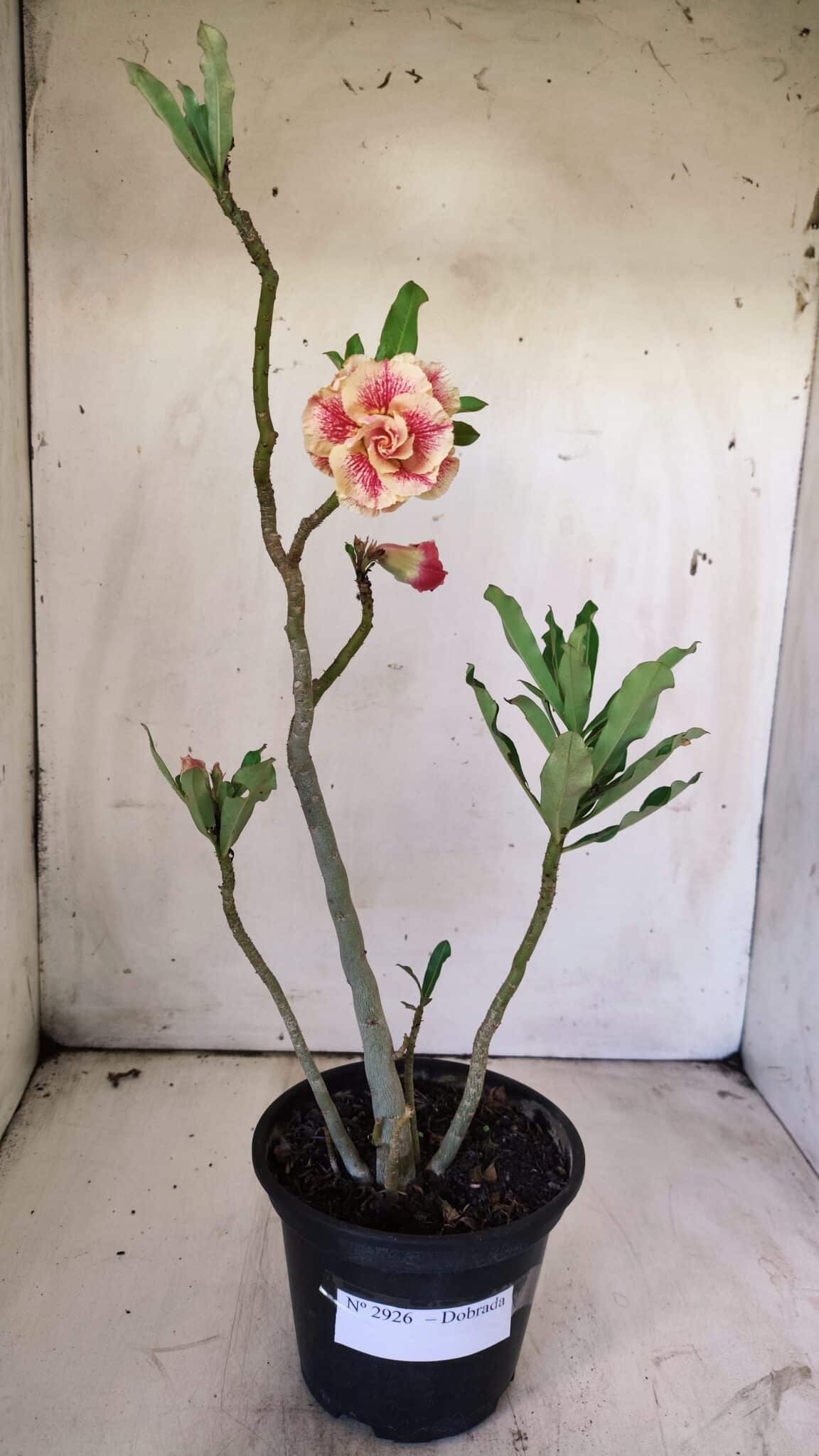 Planta Dobrada 2926 – 35cm – 03 anos
