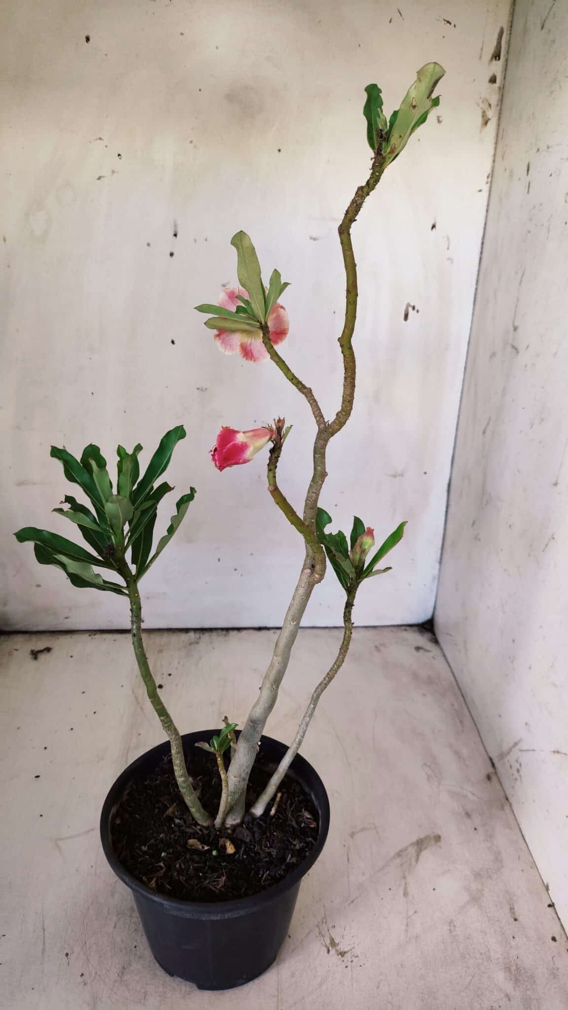 Planta Dobrada 2926 – 35cm – 03 anos