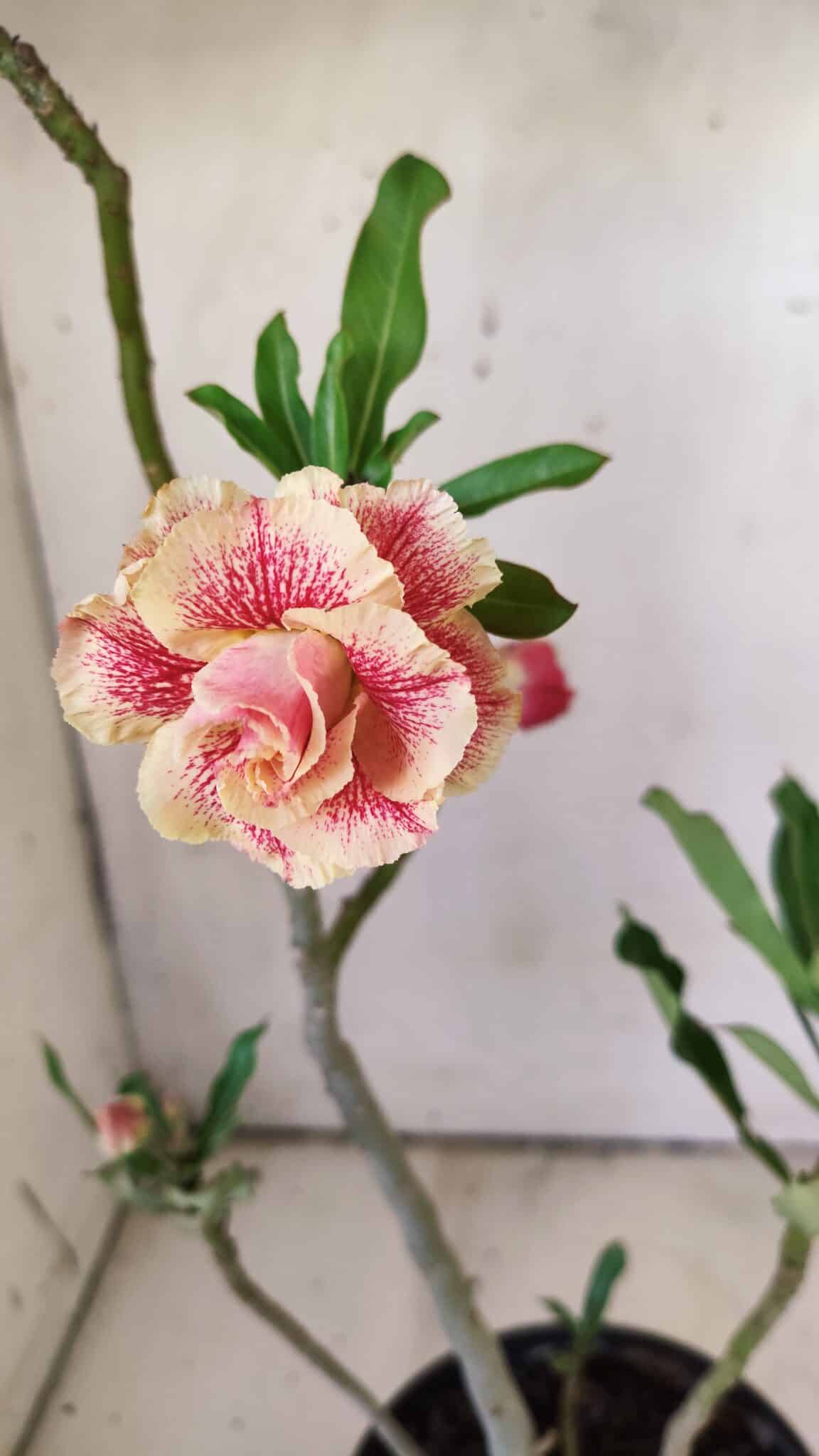 Planta Dobrada 2926 – 35cm – 03 anos