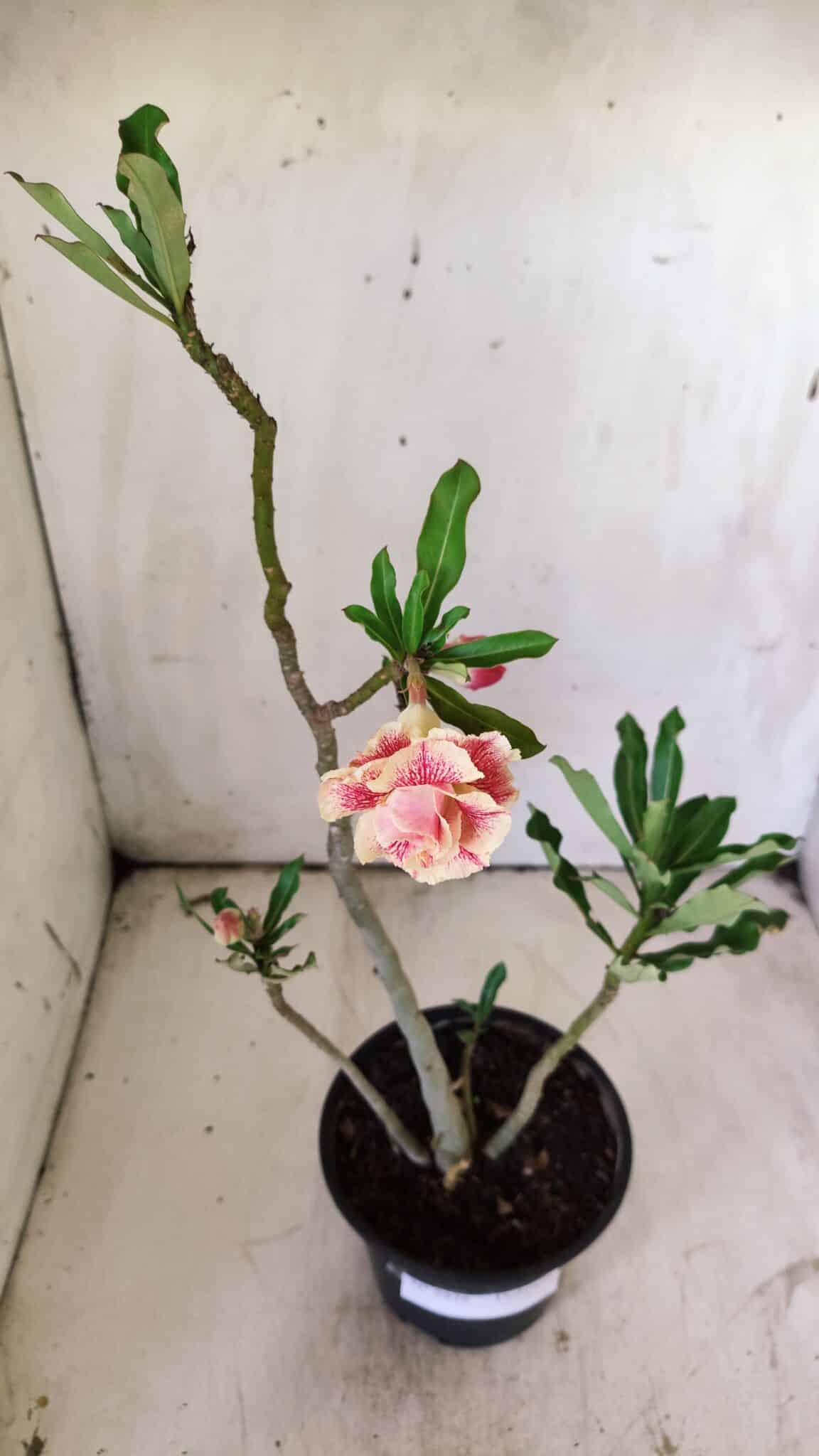 Planta Dobrada 2926 – 35cm – 03 anos