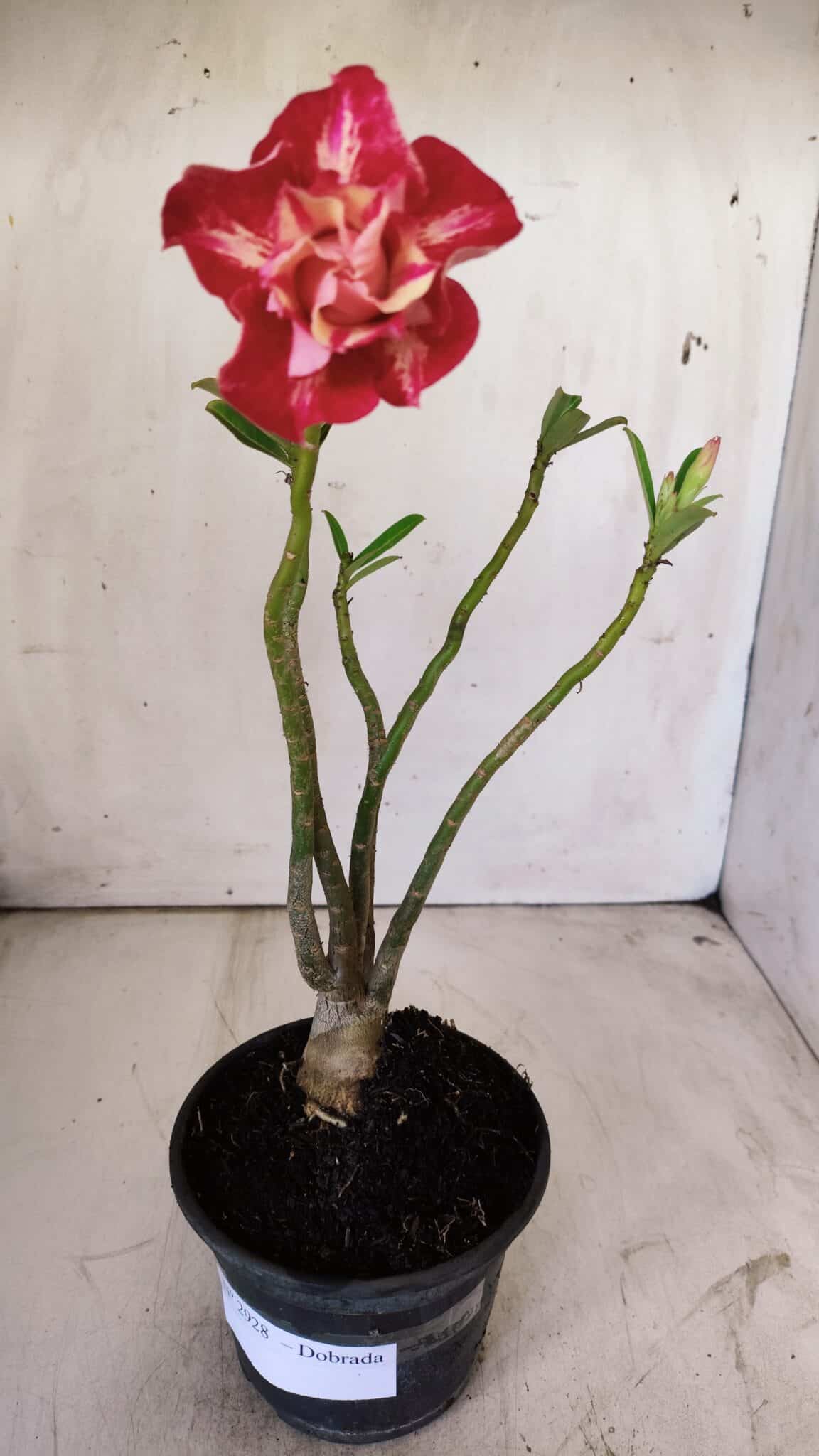 Planta Dobrada 2928 – 30cm – 02 anos