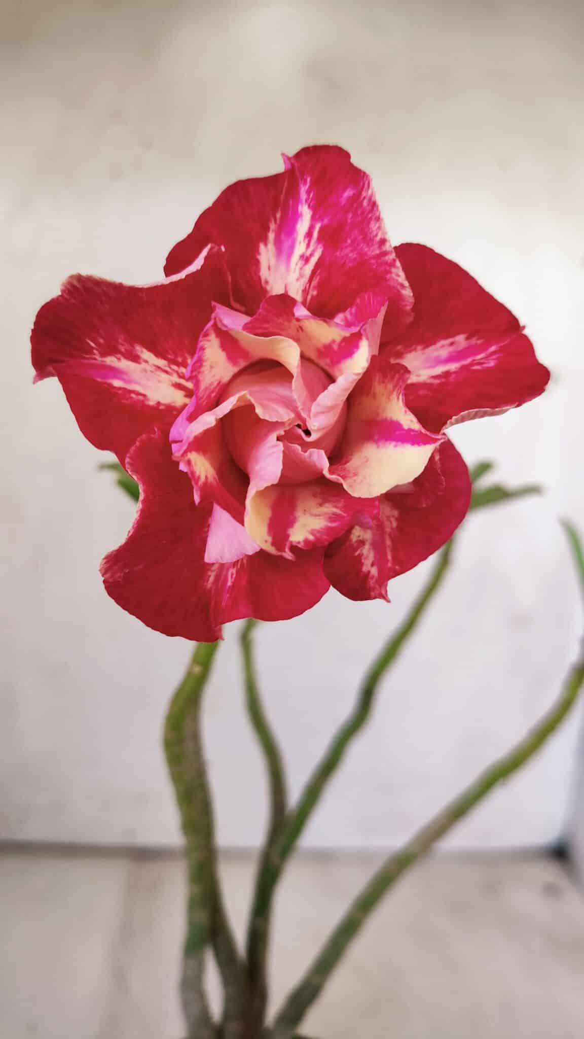Planta Dobrada 2928 – 30cm – 02 anos