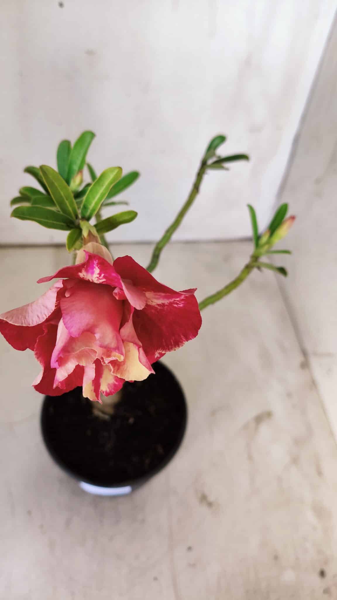 Planta Dobrada 2928 – 30cm – 02 anos